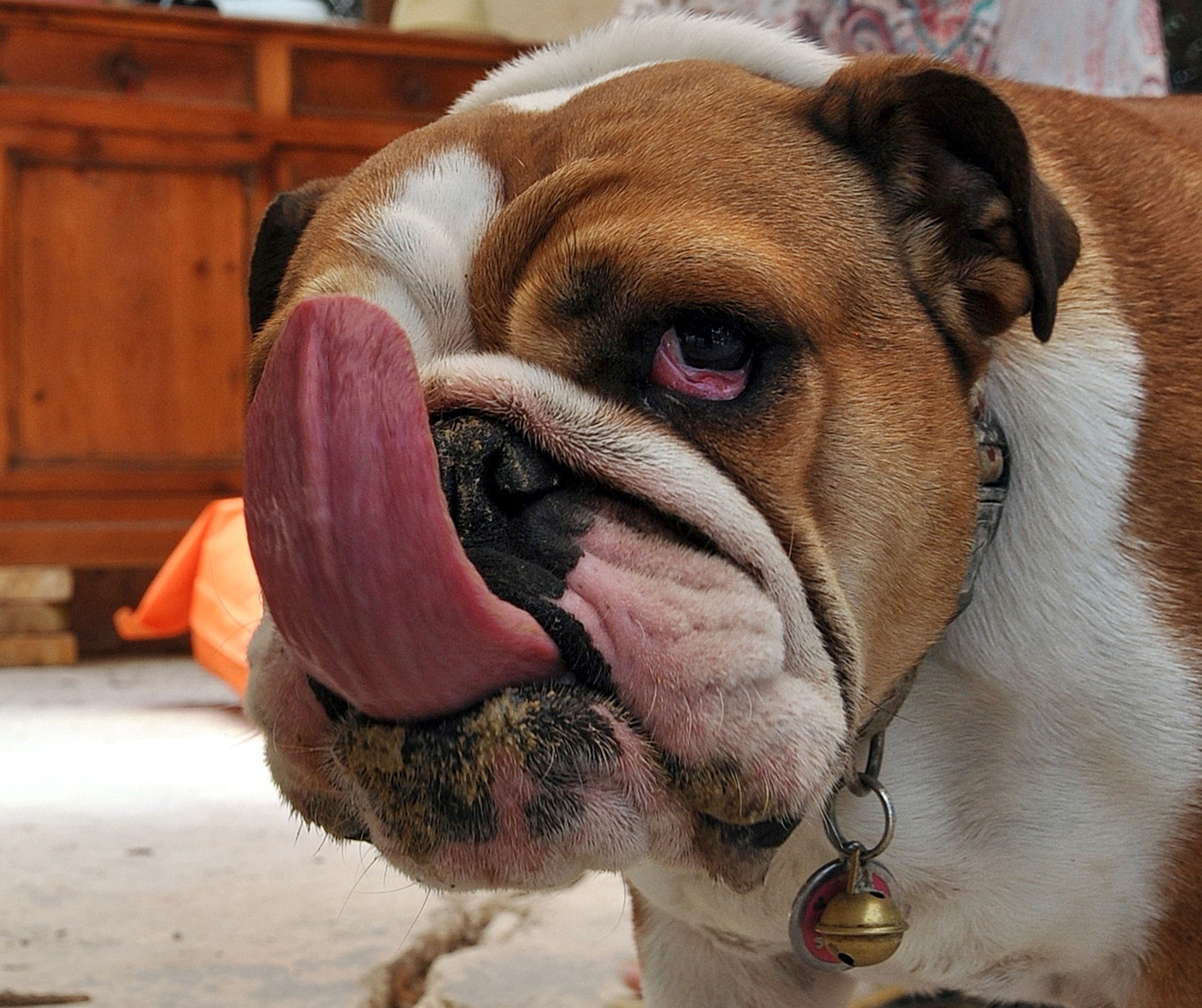 Bulldogue anglais