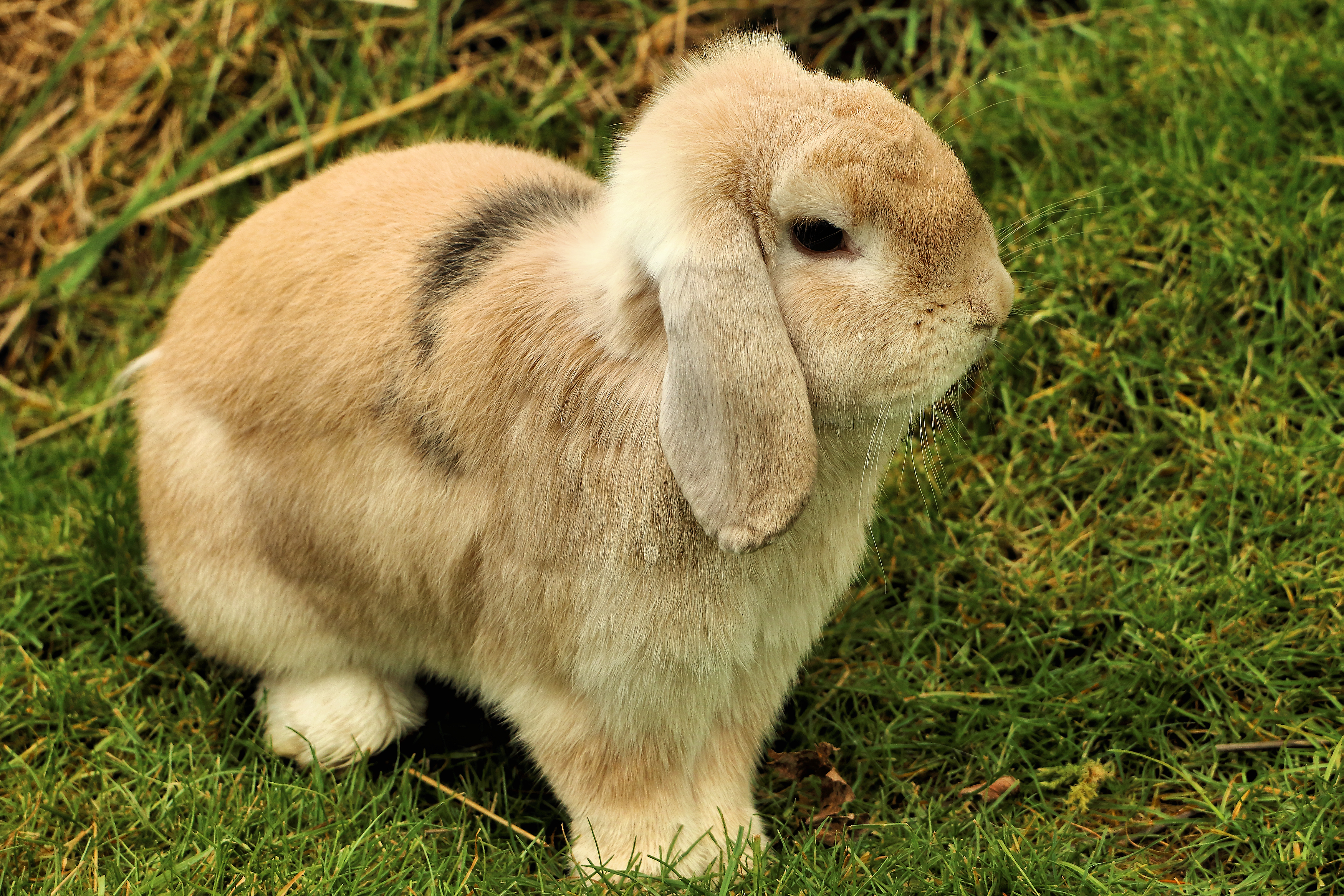 Bunny - Shepreth Wildlife Park (24942031579)