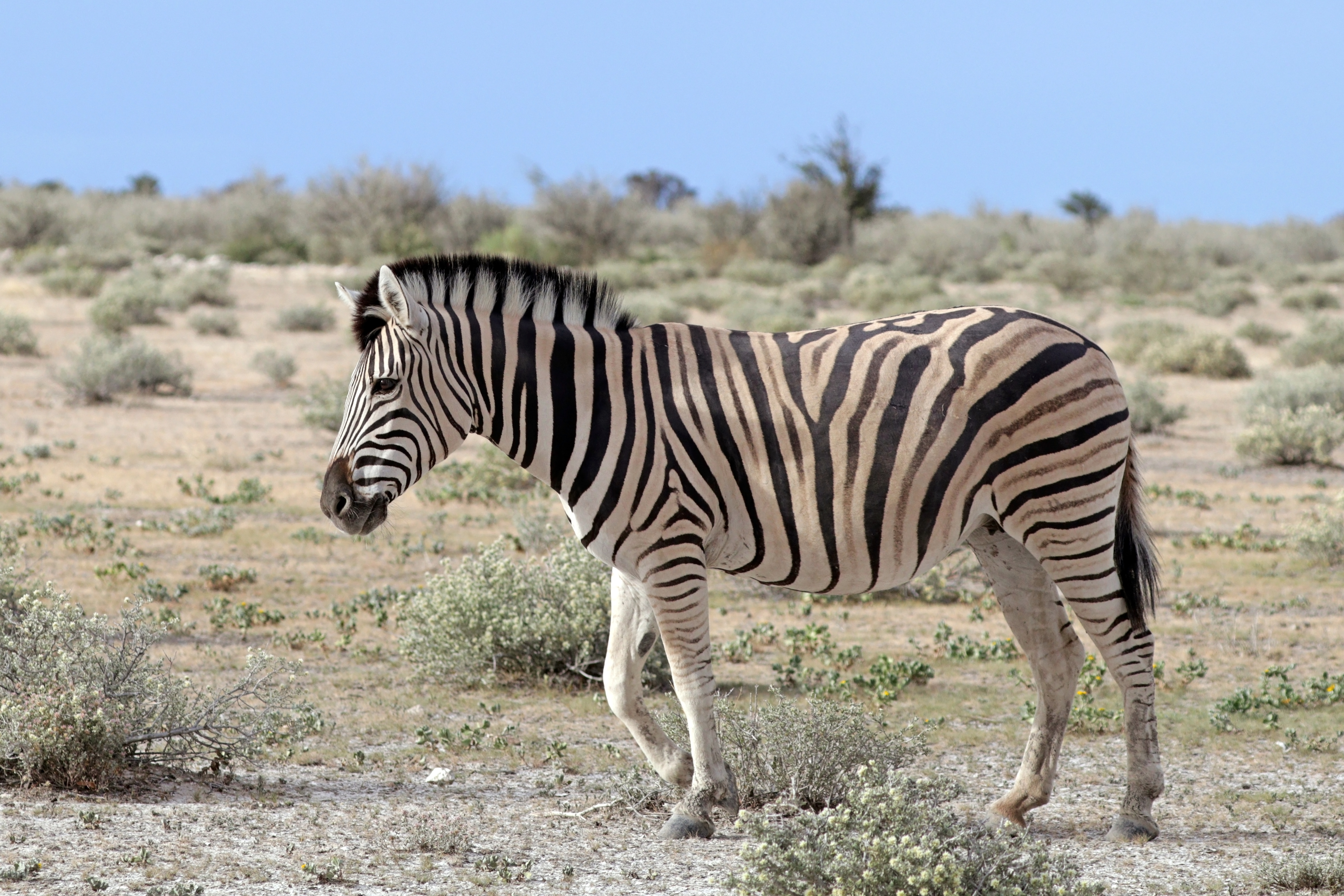 Burchell's zebra (Equus quagga burchellii)
