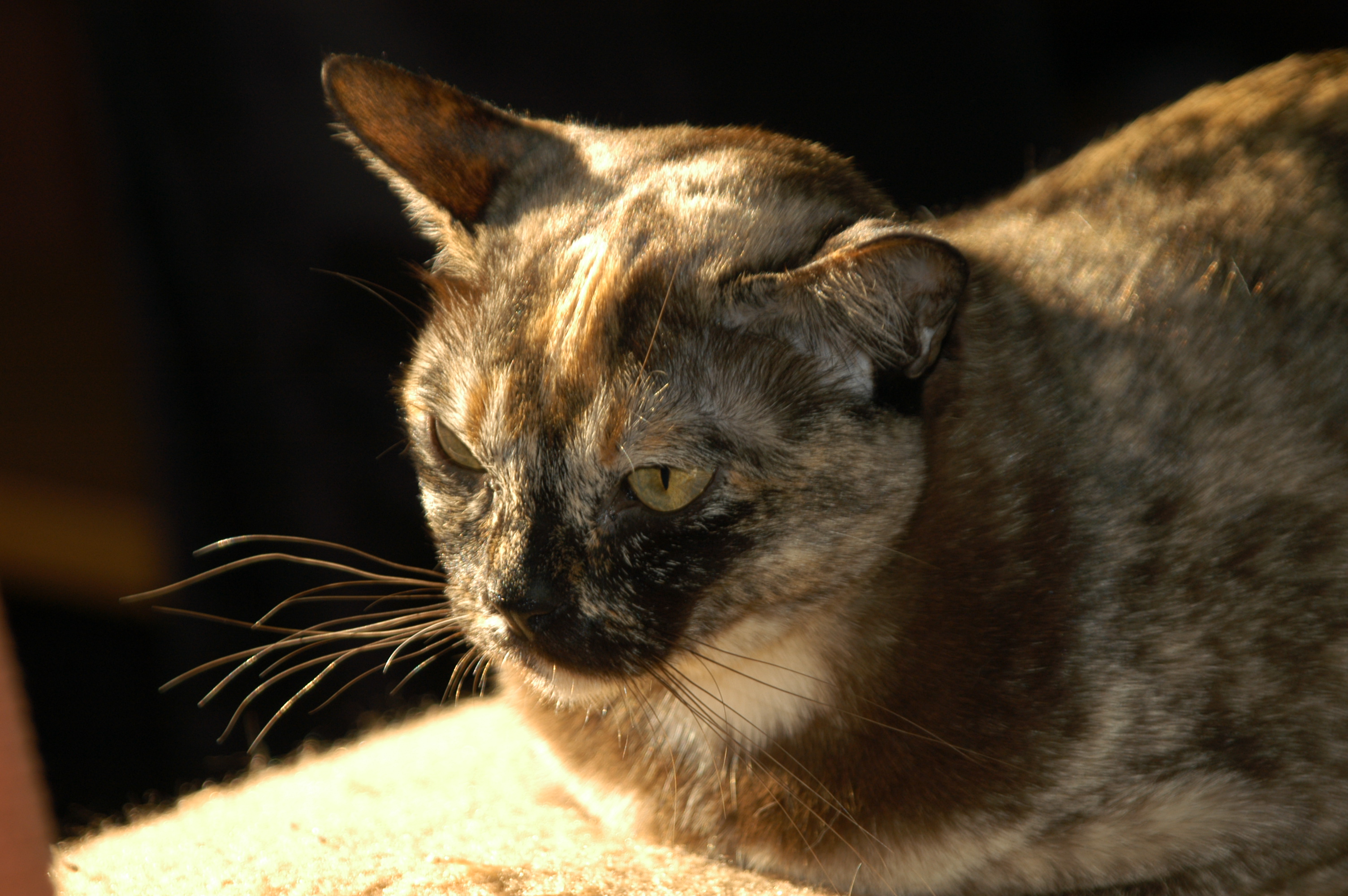 Burmakatze-braun-tortie