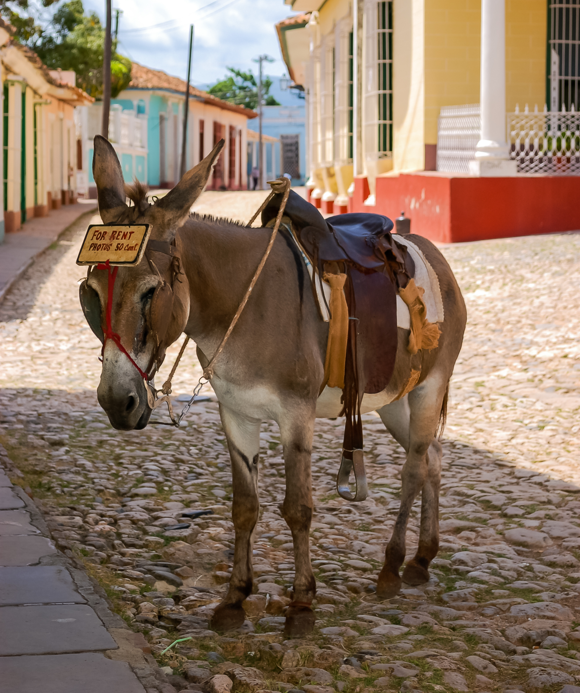 Burro para tomarse fotos