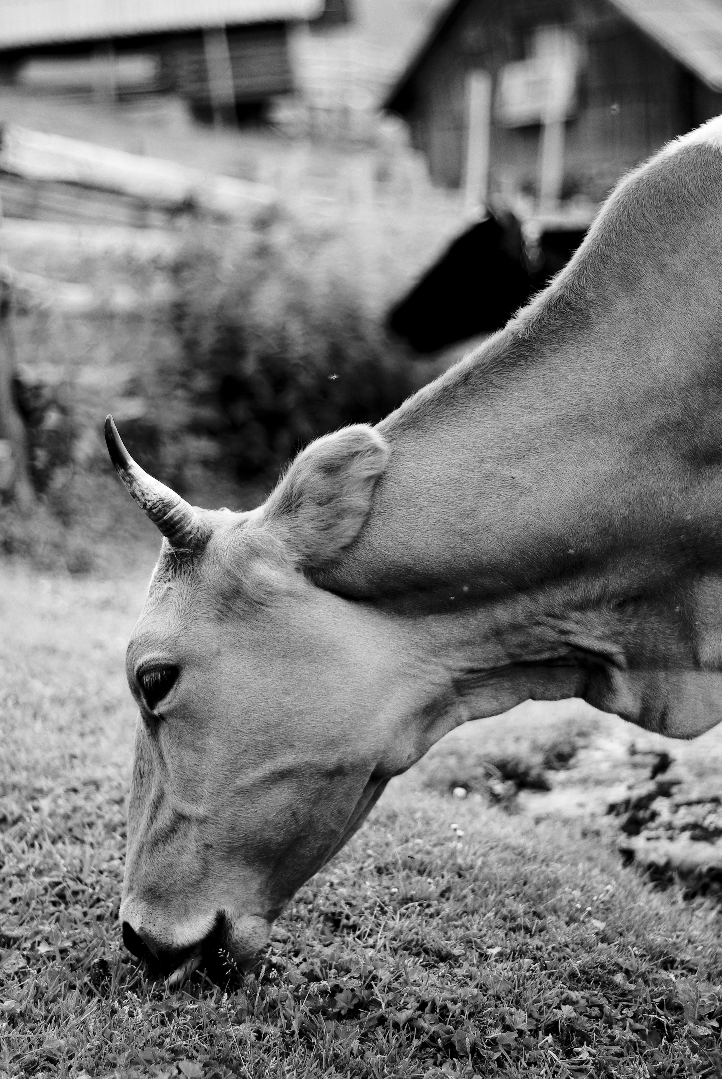 BW photo of cow at Prokosko lake
