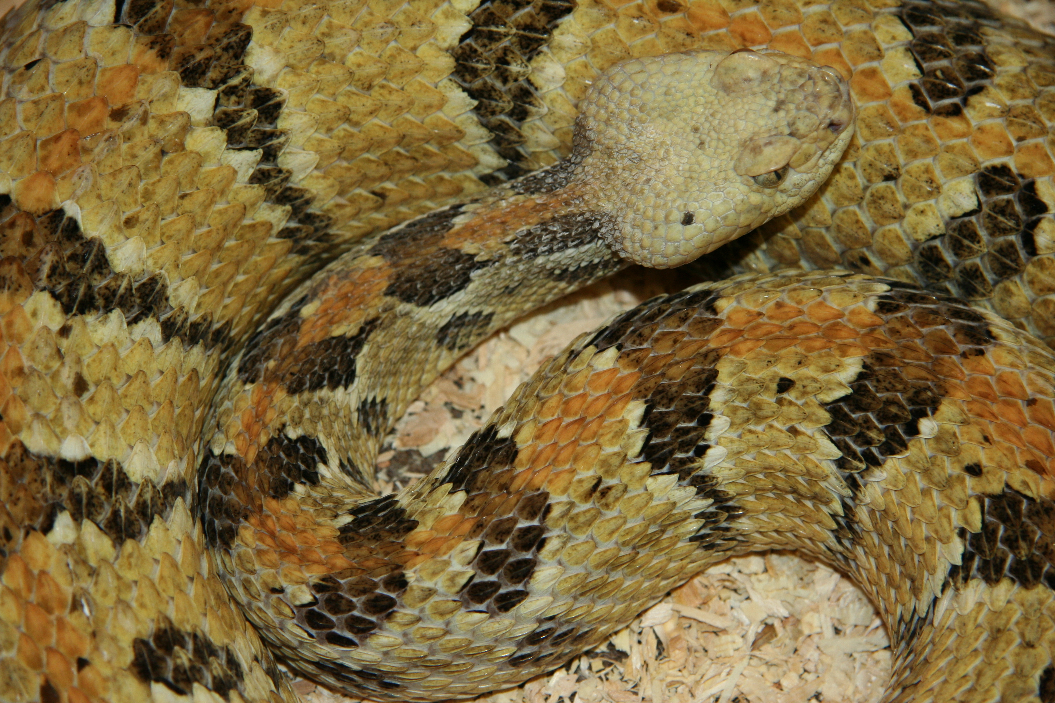C horridus