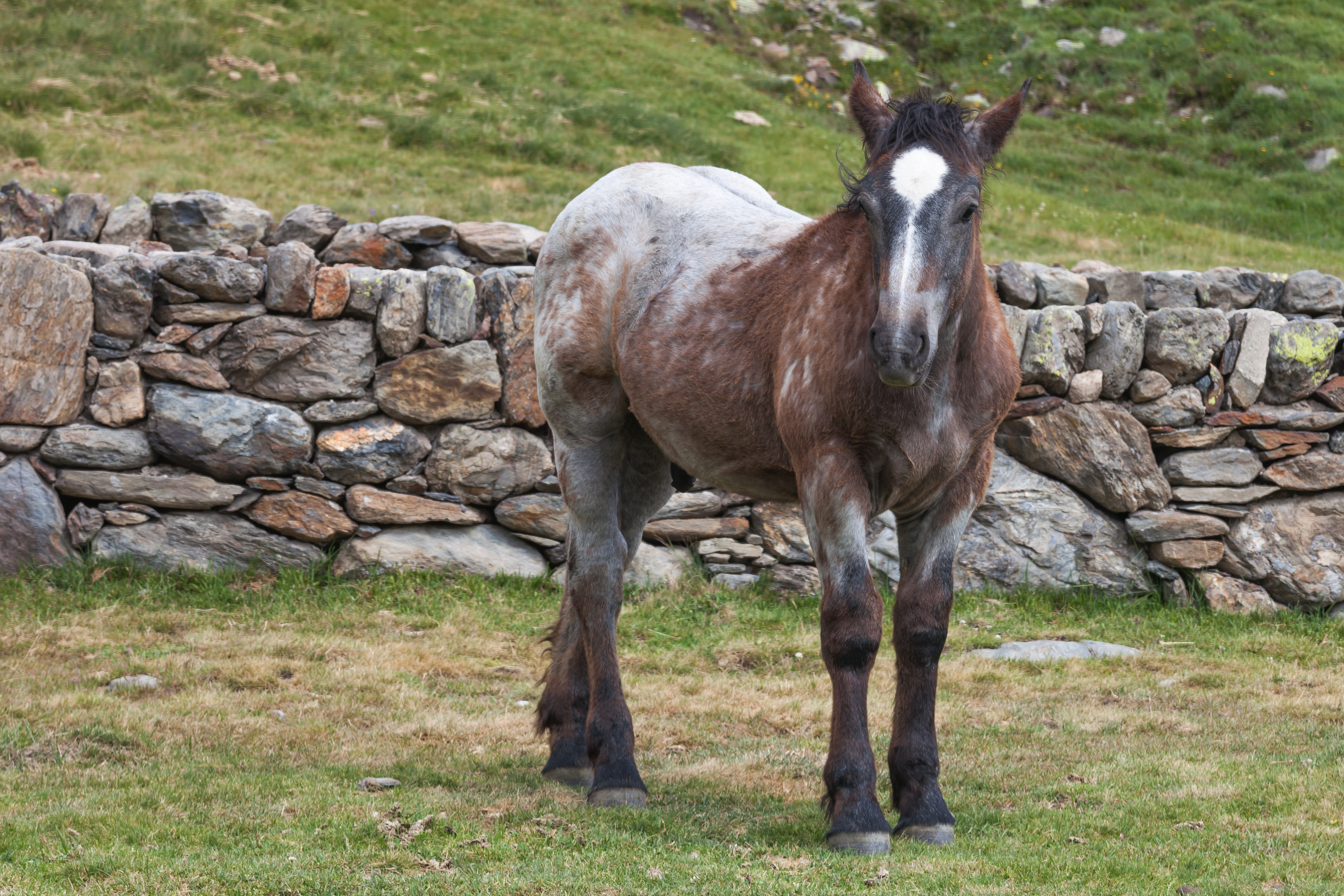Cabalo no alto da Coma. Andorra 284