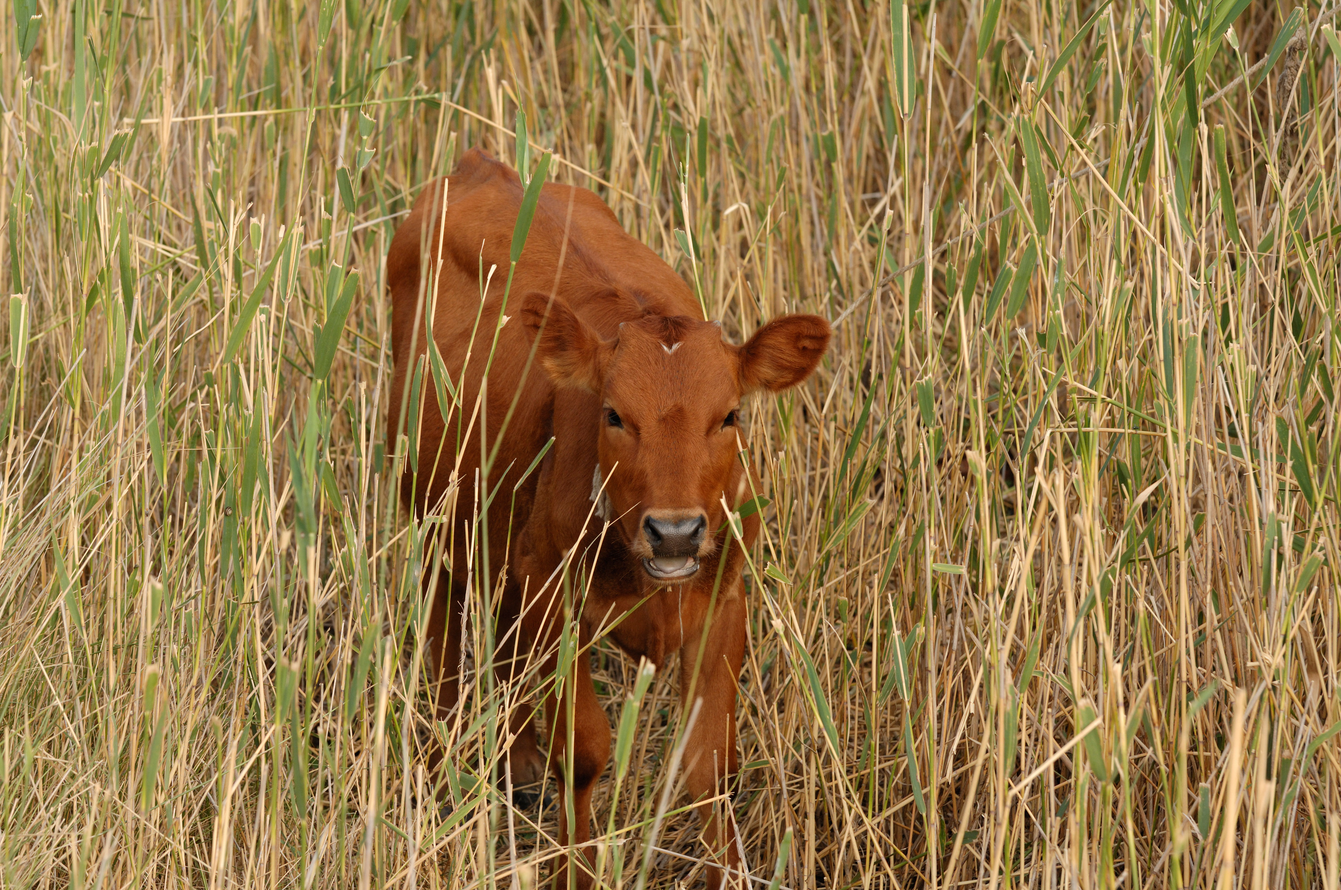 Calf - panoramio