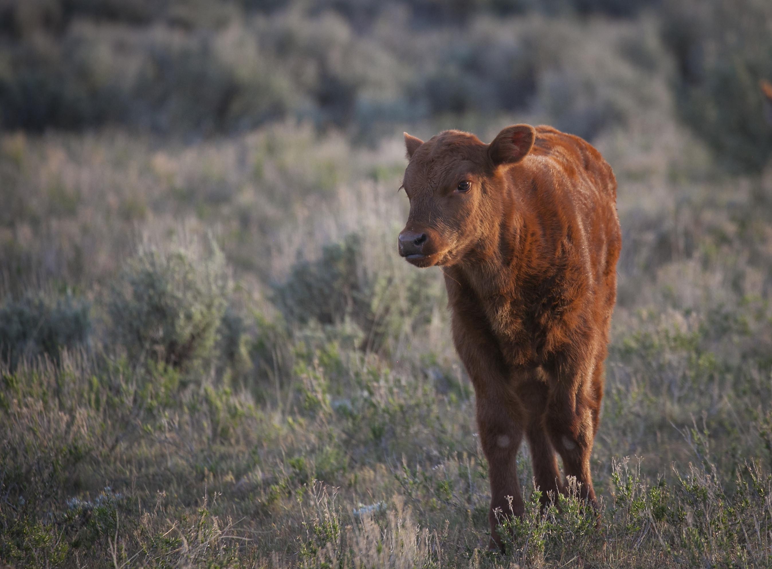 Calf (20231276643)