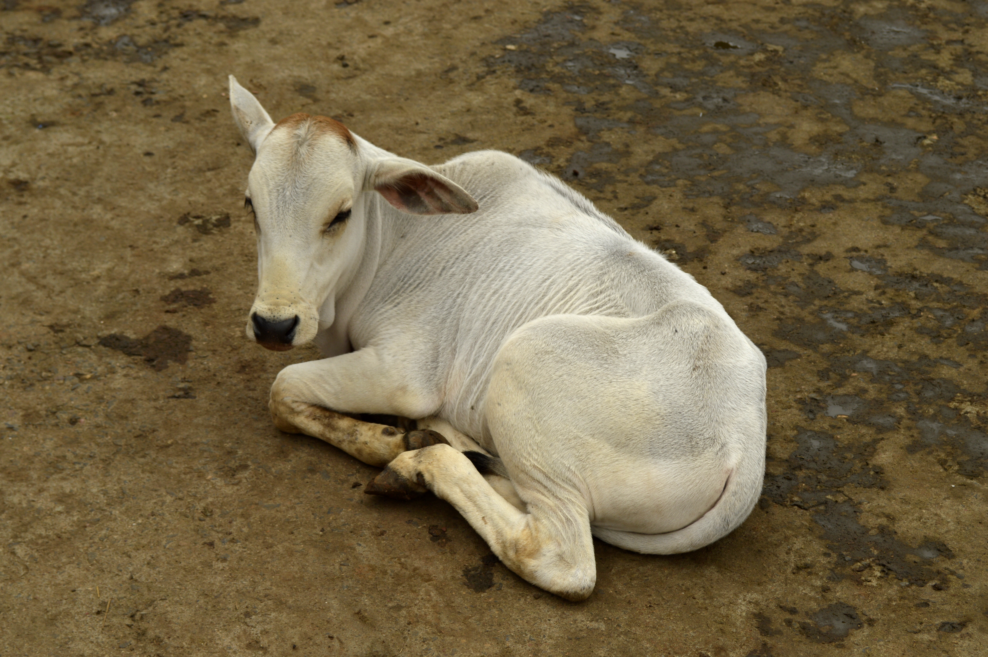 Calf, Raisen district, MP, India