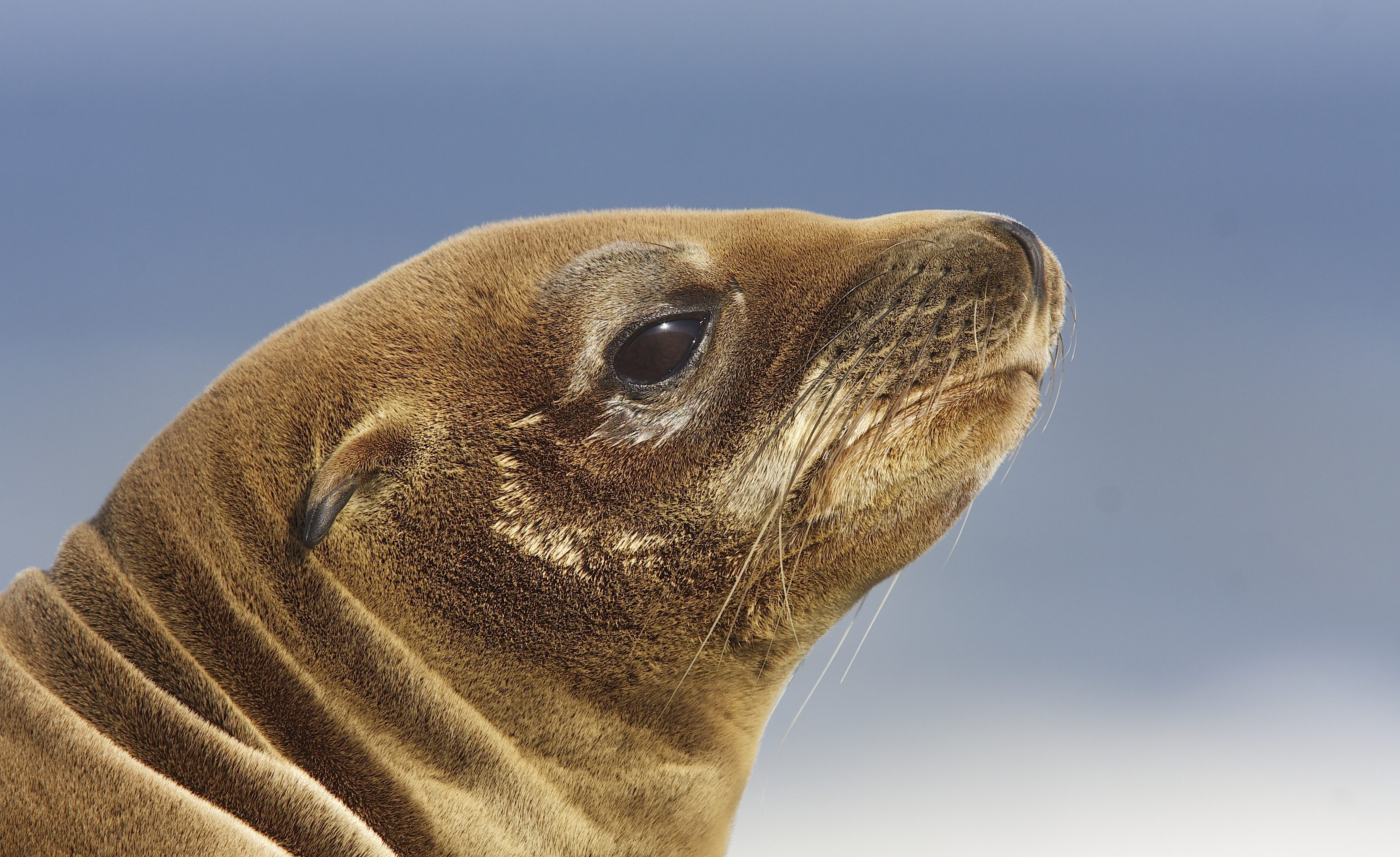 California sea lion (Zalophus californianus) (13633026324)