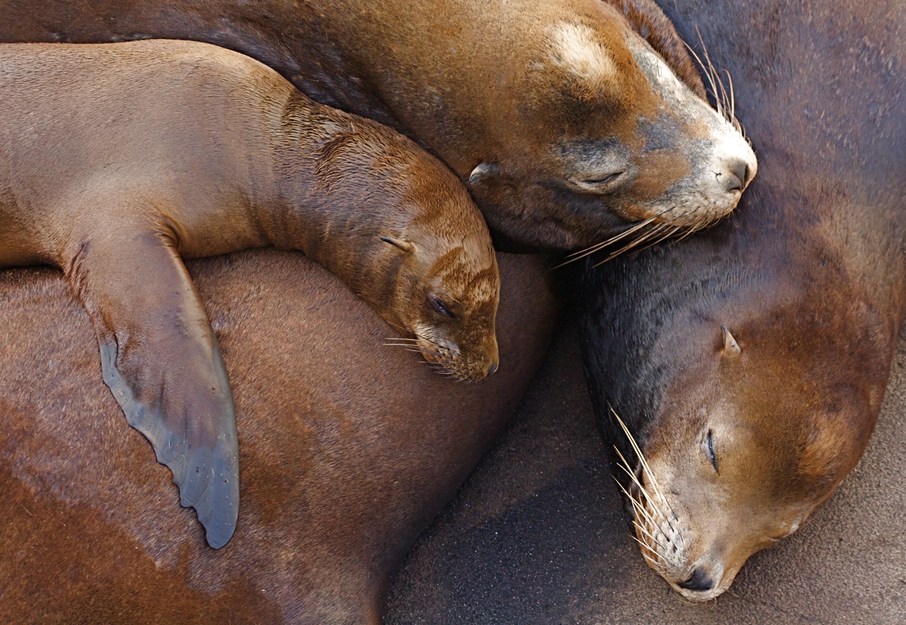 California Sea Lions