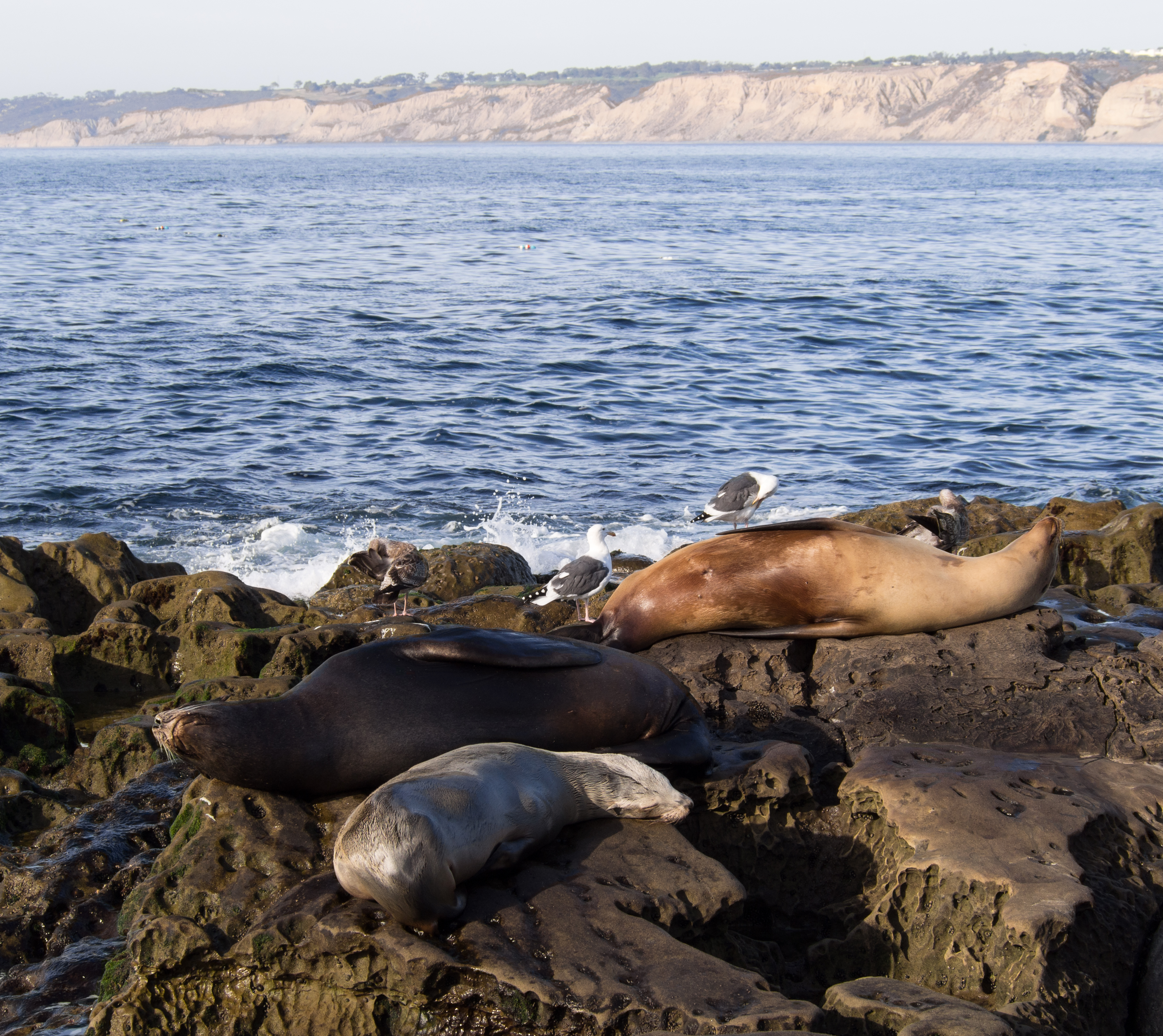 California sea lions in La Jolla (70411)