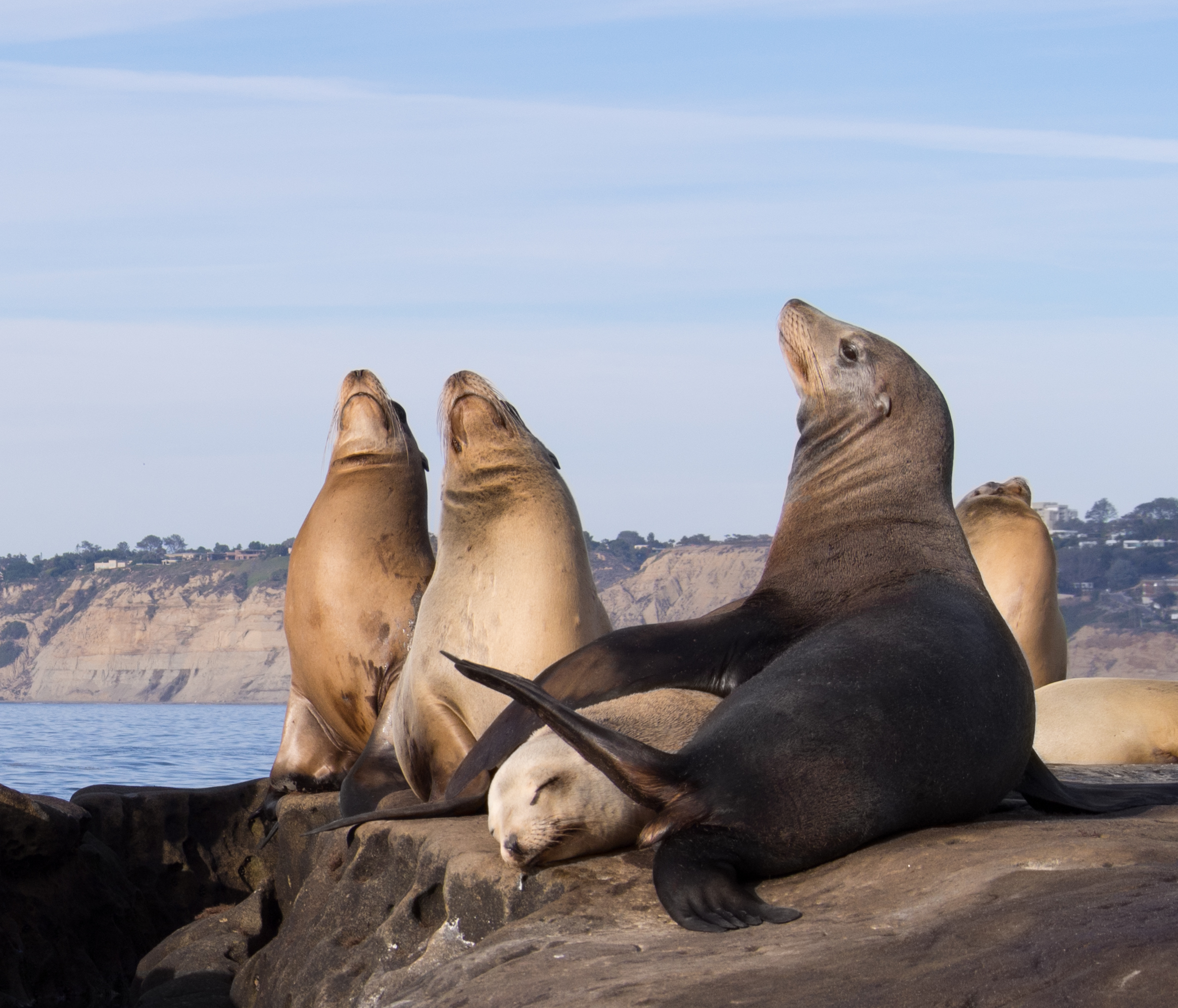 California sea lions in La Jolla (70539)