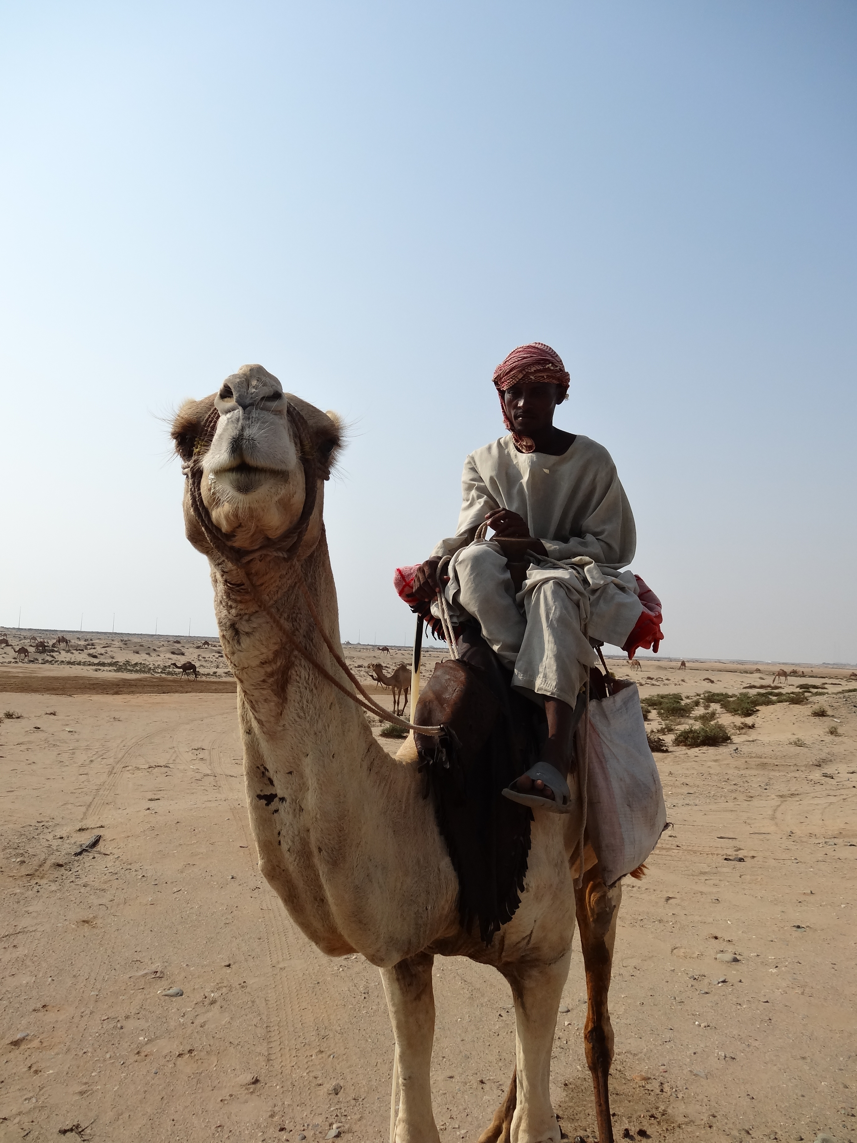 Camel Herder (8113430064)