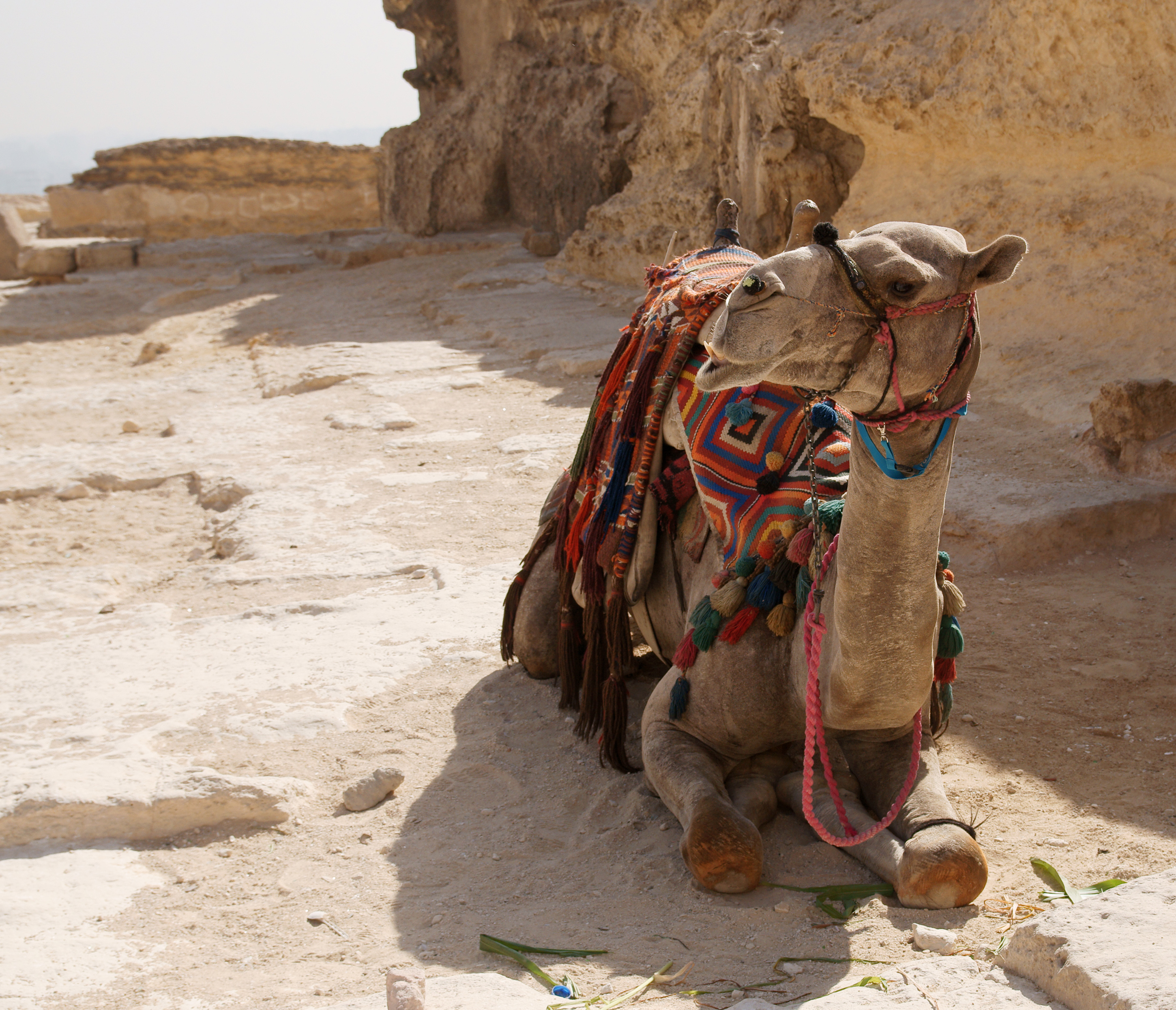 Camel in Giza