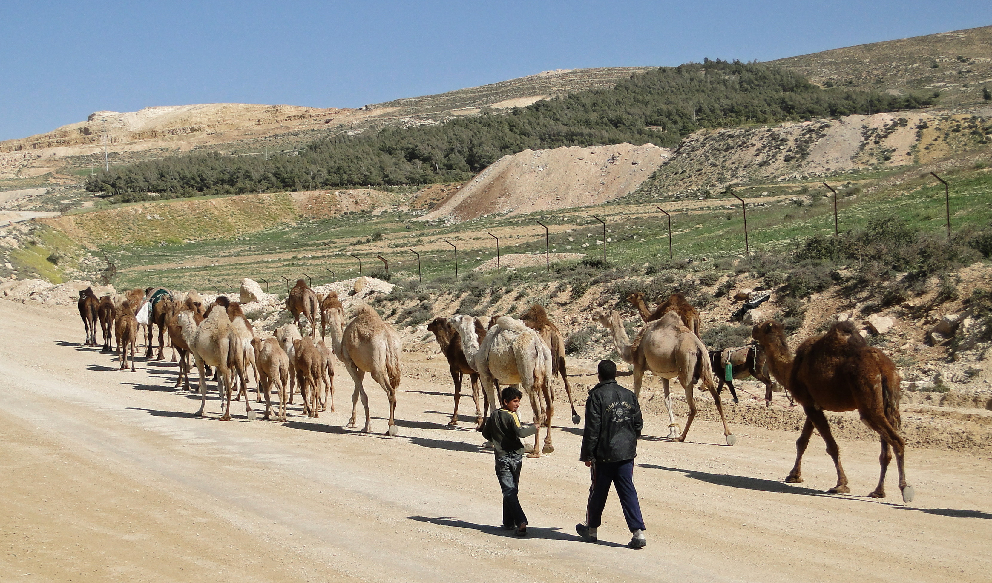 Camels in Dana Reserve 03