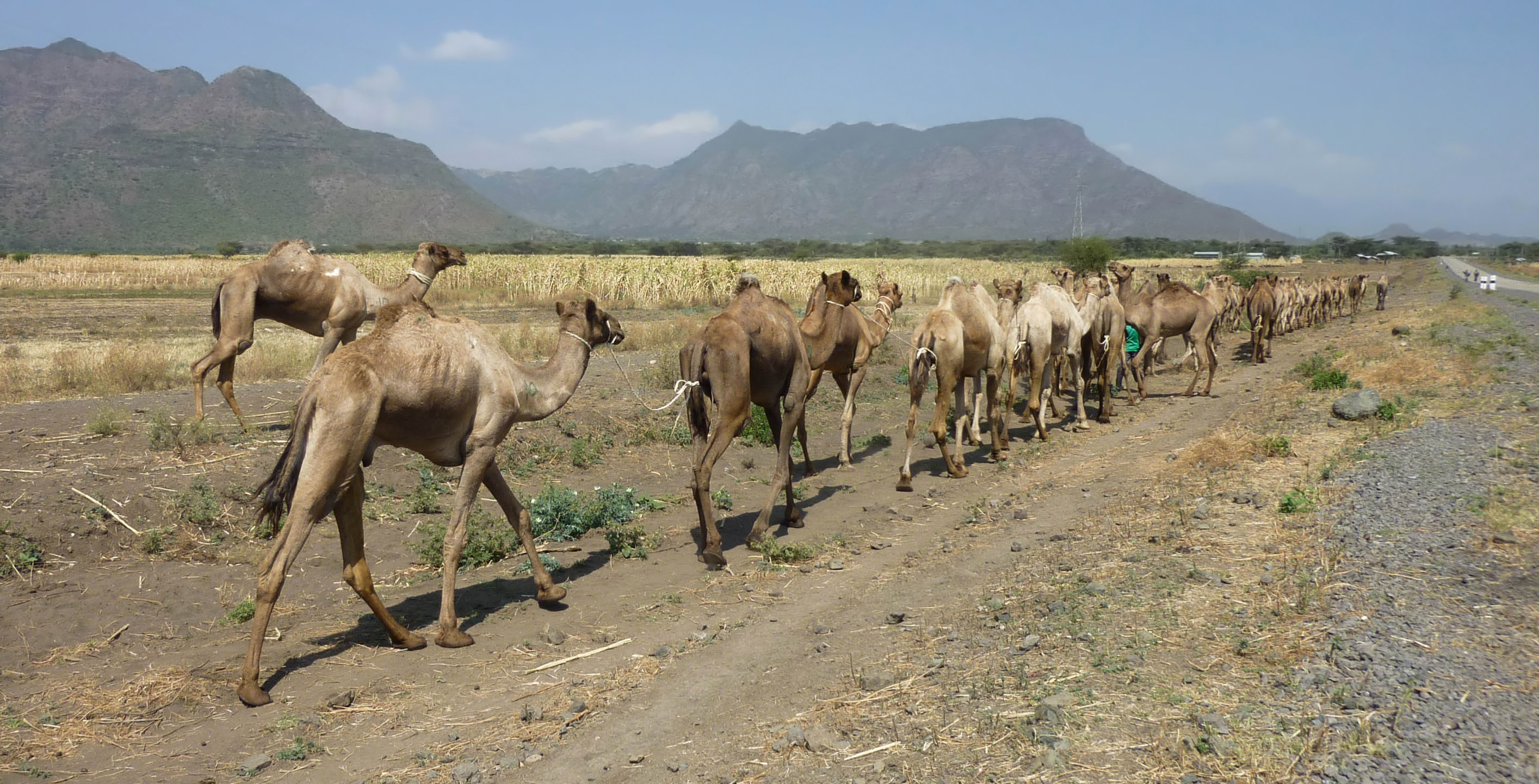 Camels in Ethiopia 02