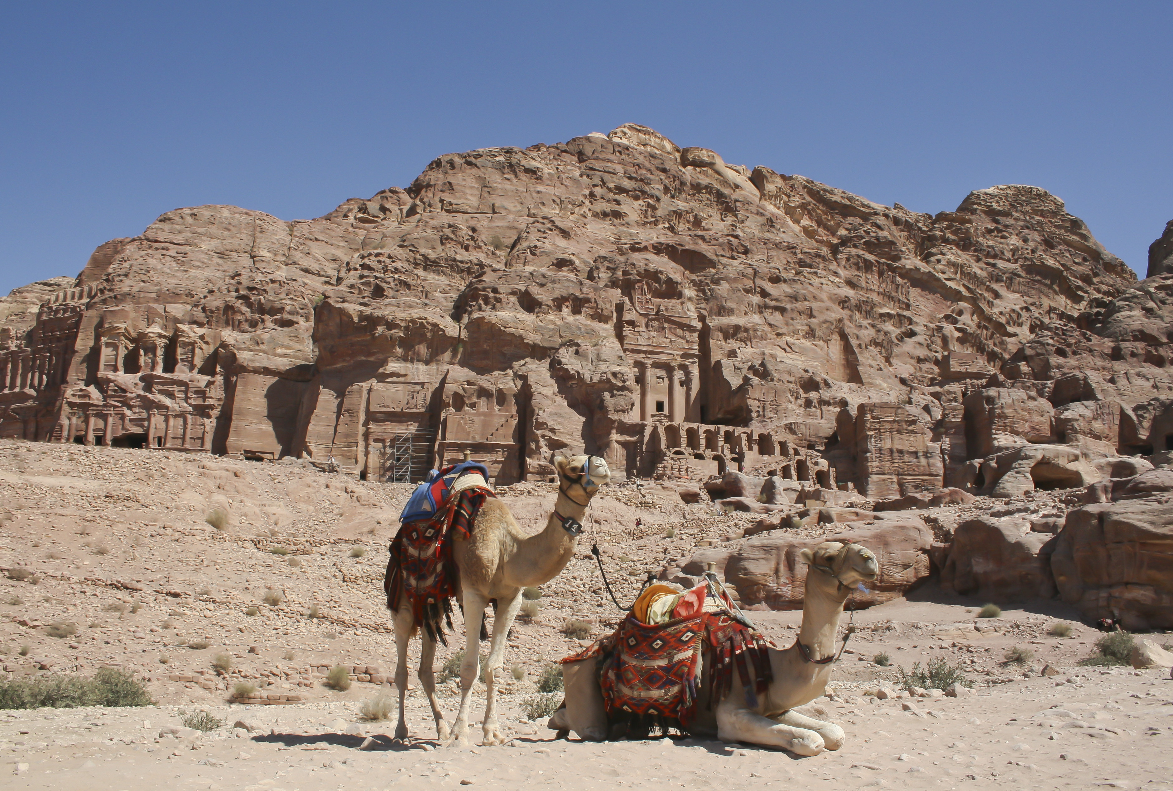 Camels in front of the tombs, Petra, Jordan