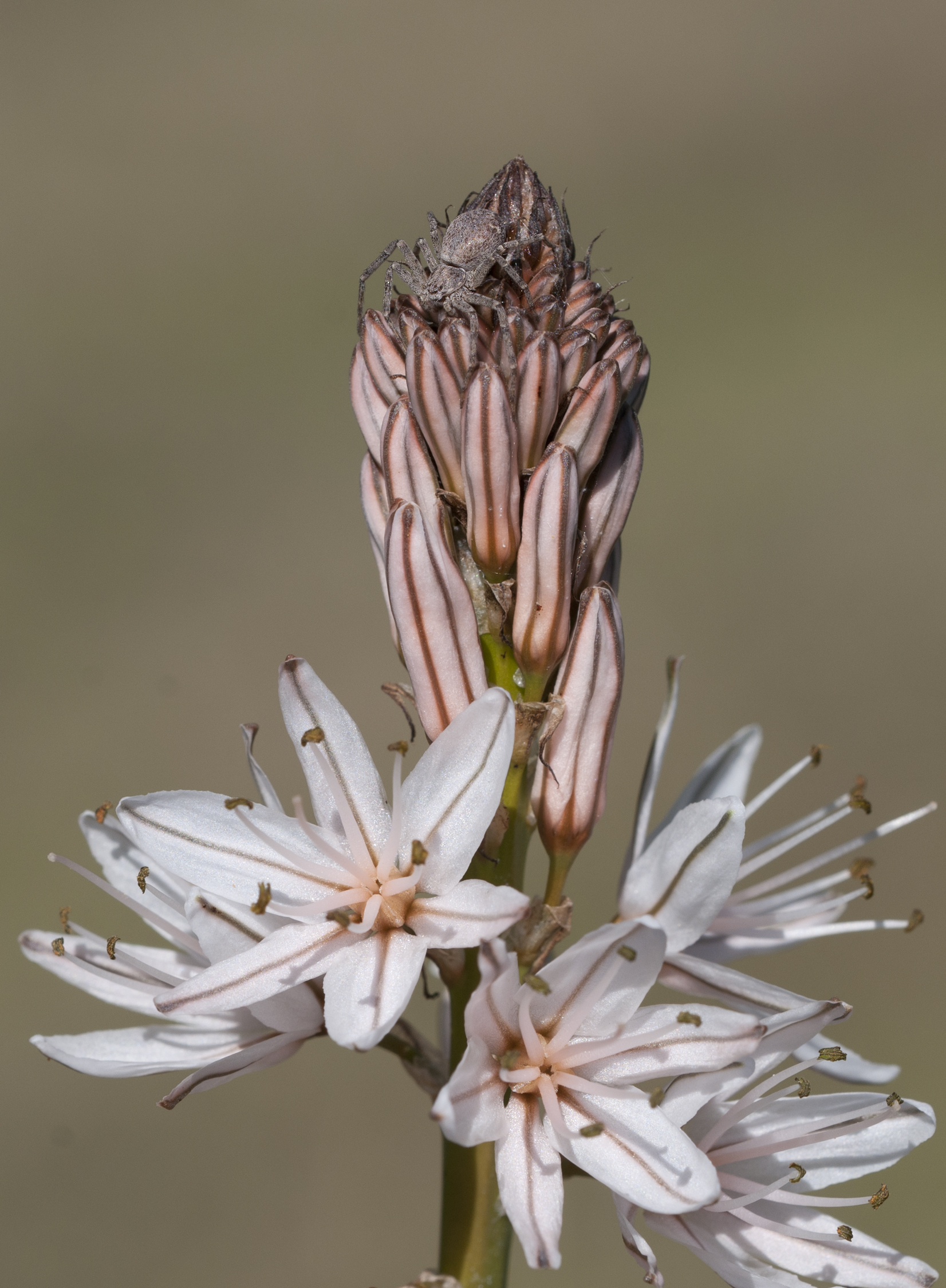 Camouflaging Spider 03
