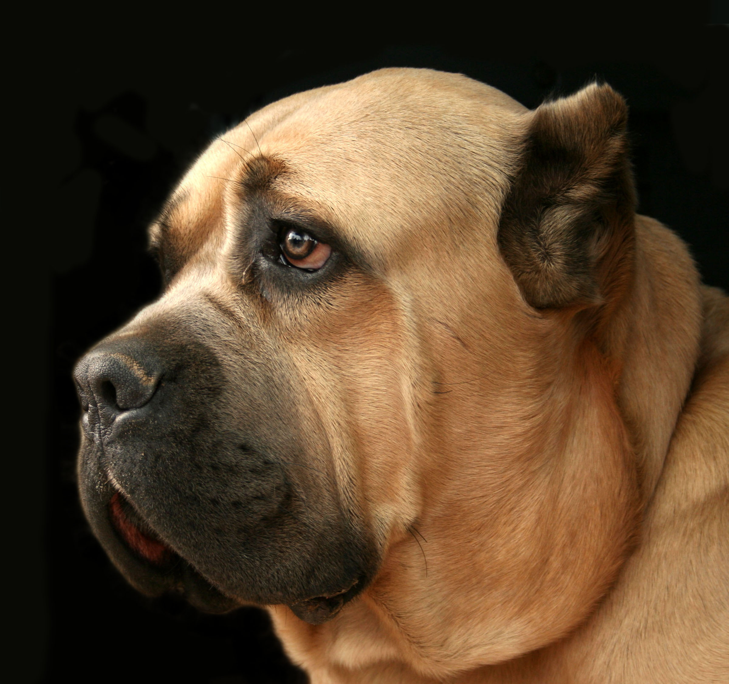 Cane corso-RZ