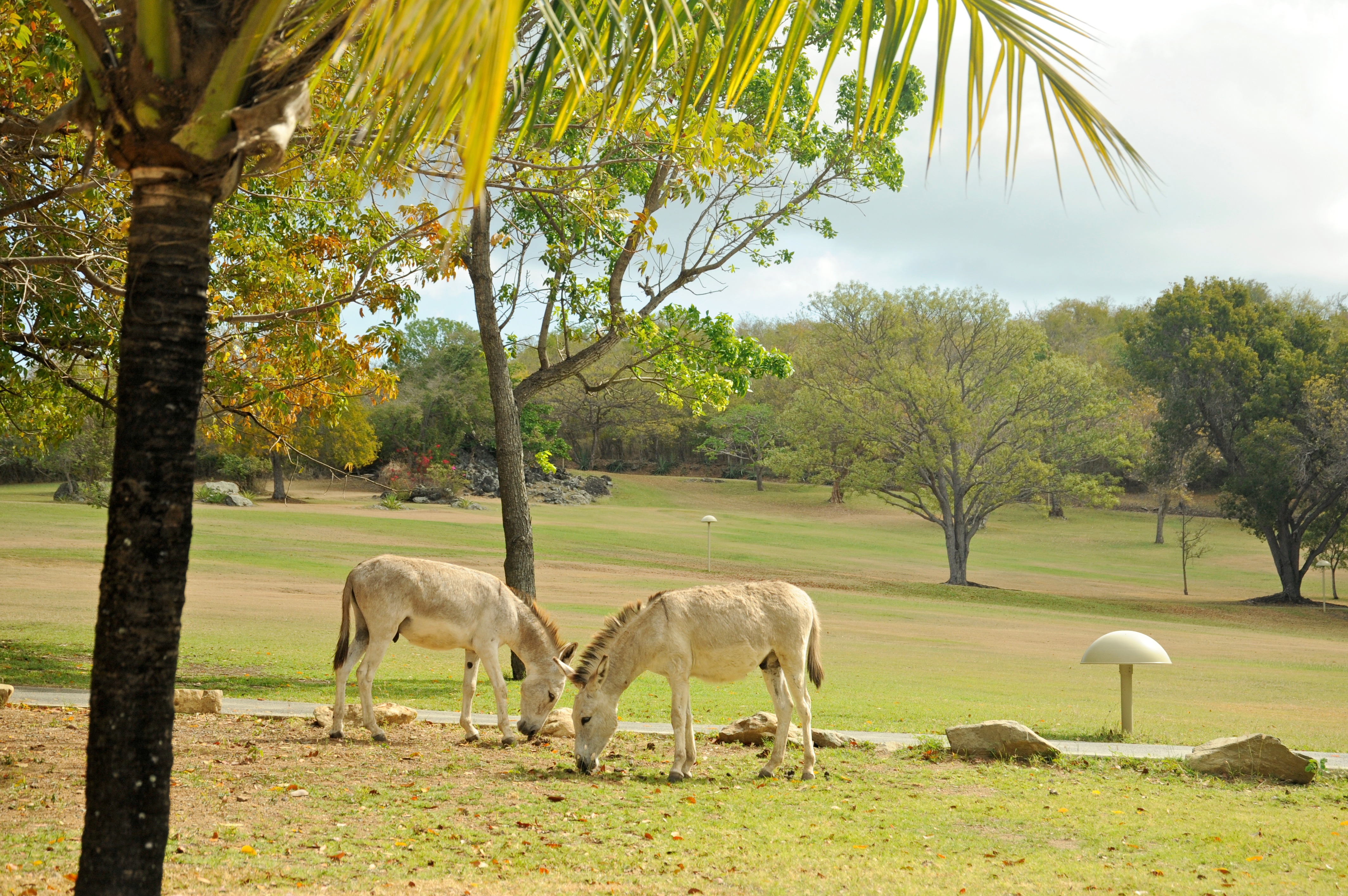 Caneel Bay Free Roaming Wild Donkeys