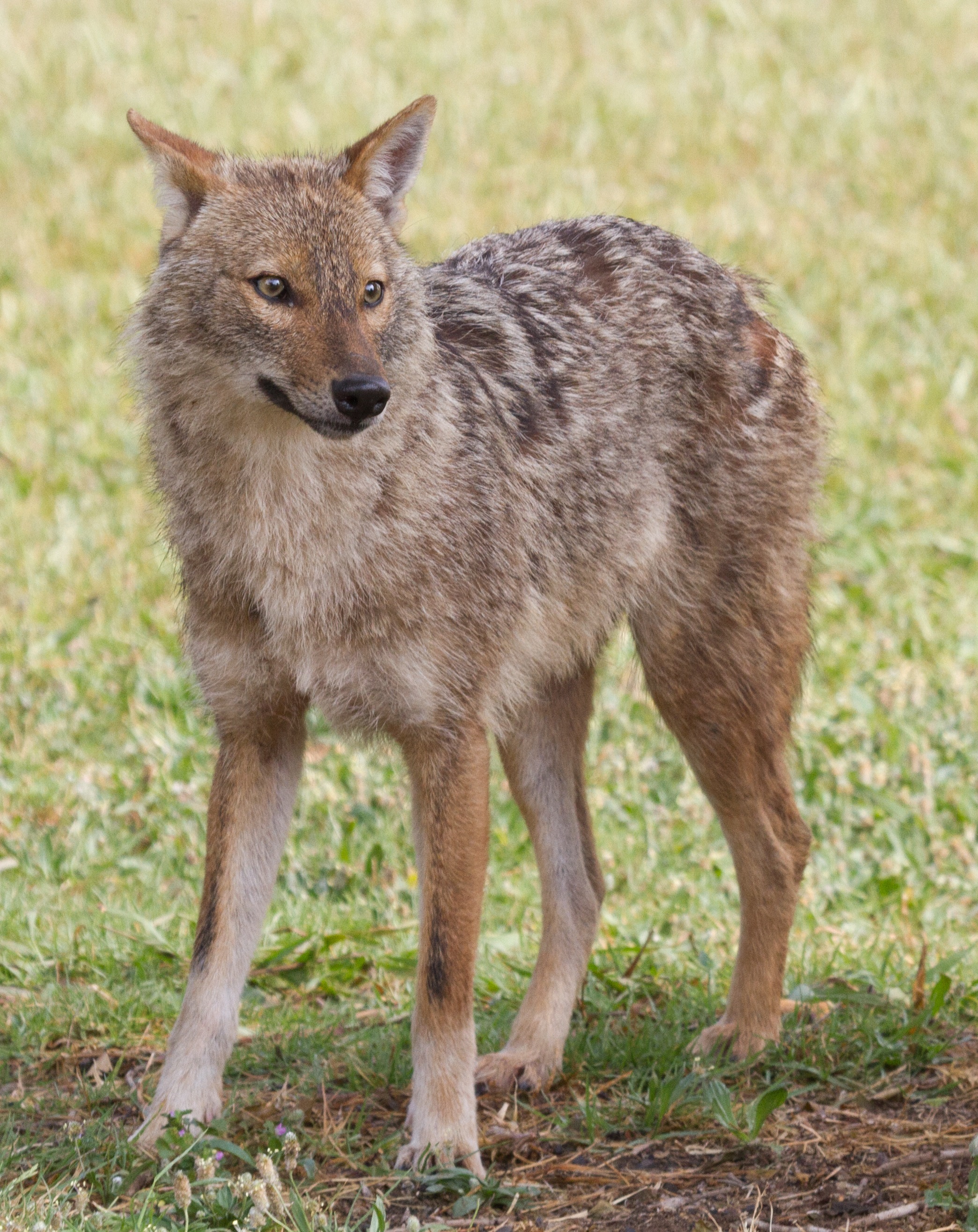 Canis aureus - golden jackal