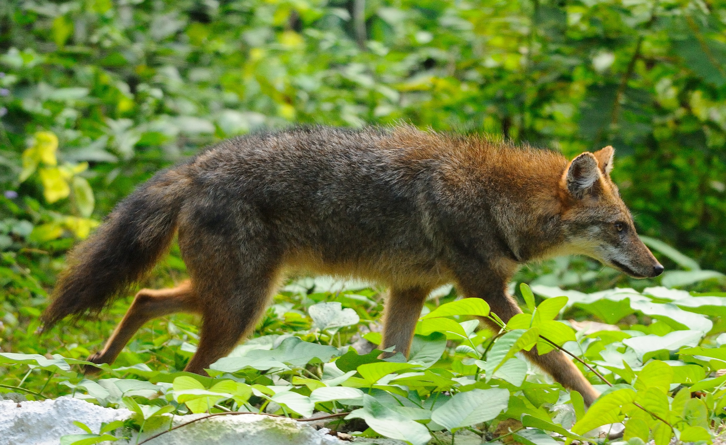 Canis aureus Kaeng Krachan national park