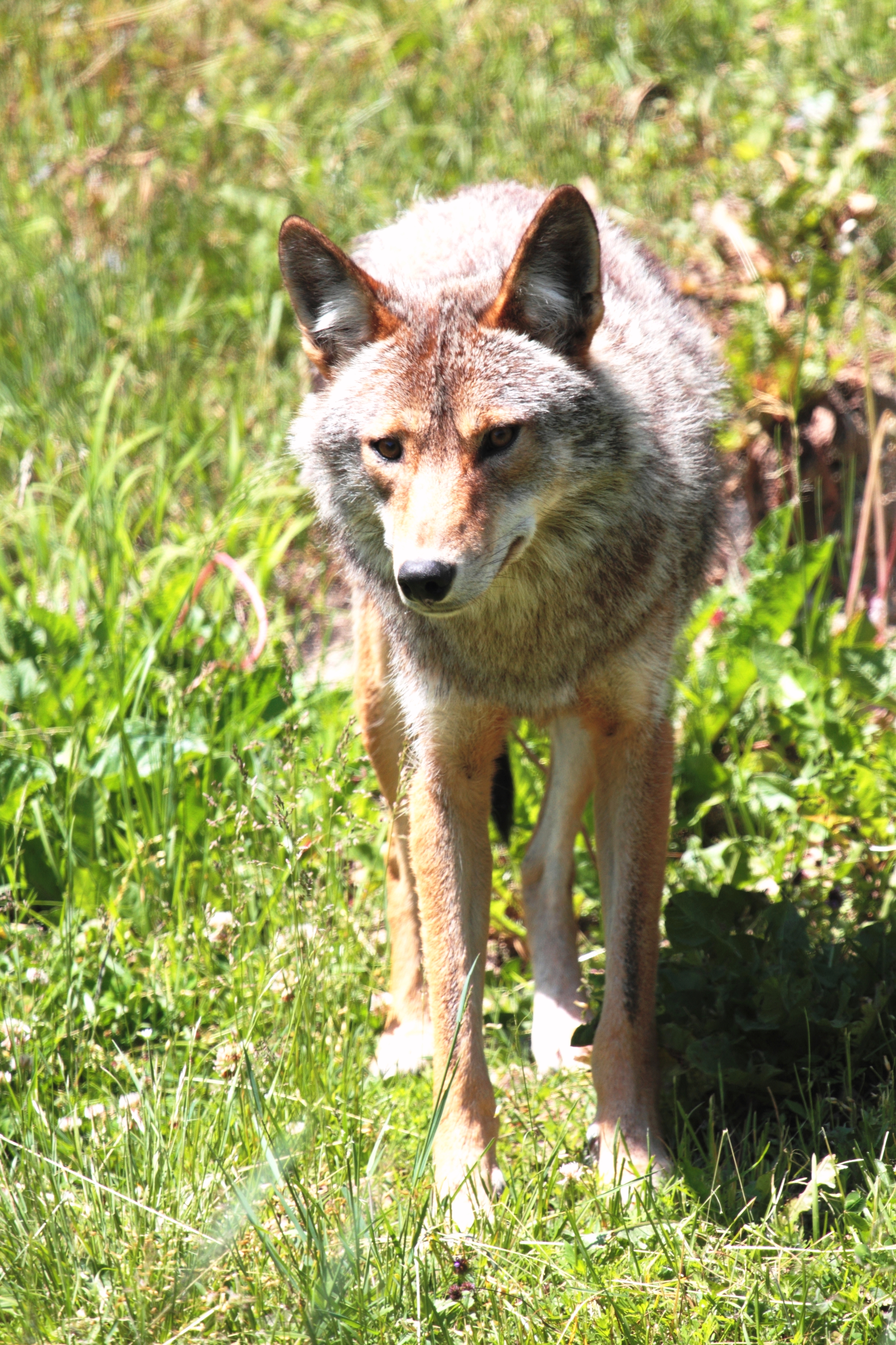 Canis latrans PO