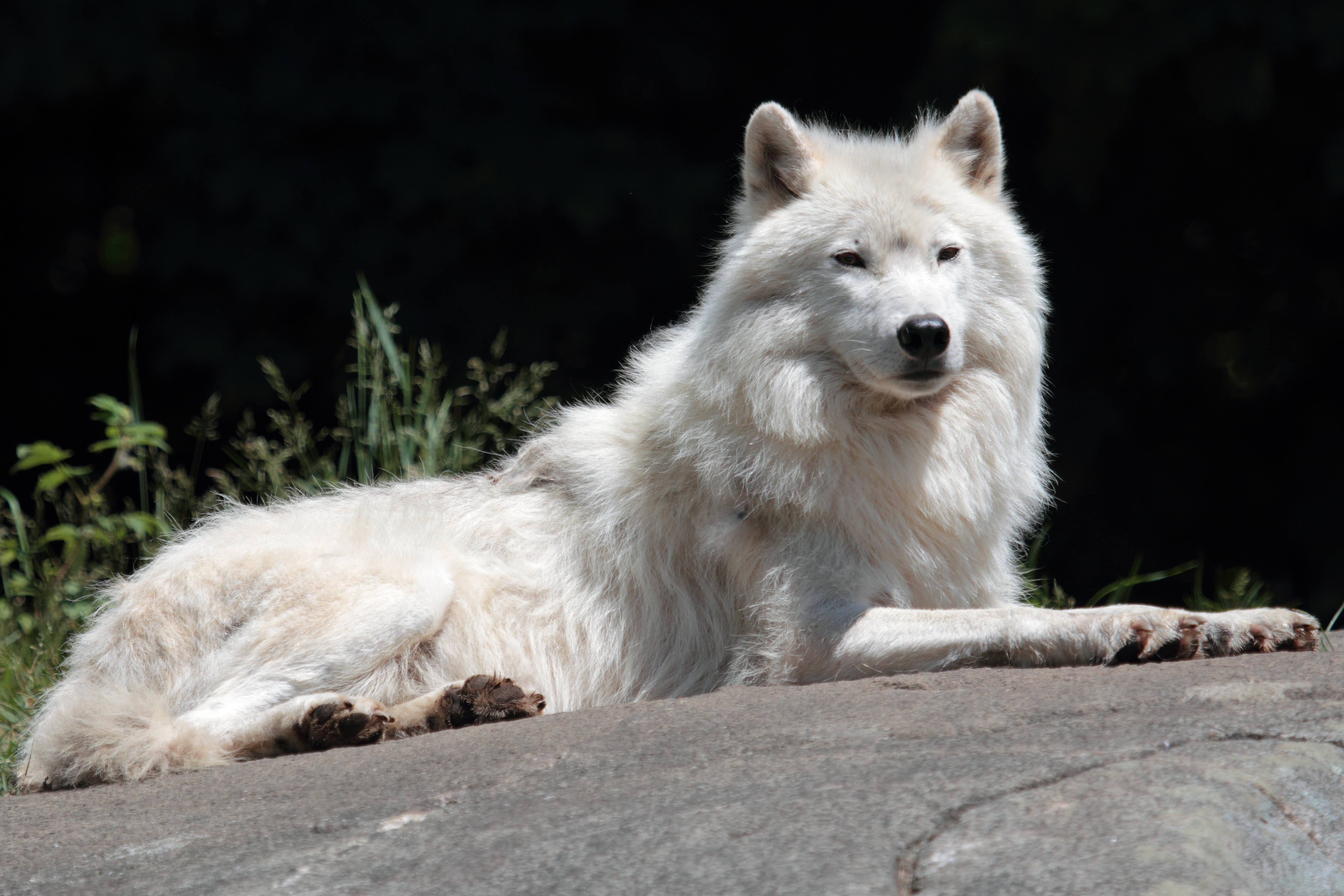 Canis lupus arctos PO