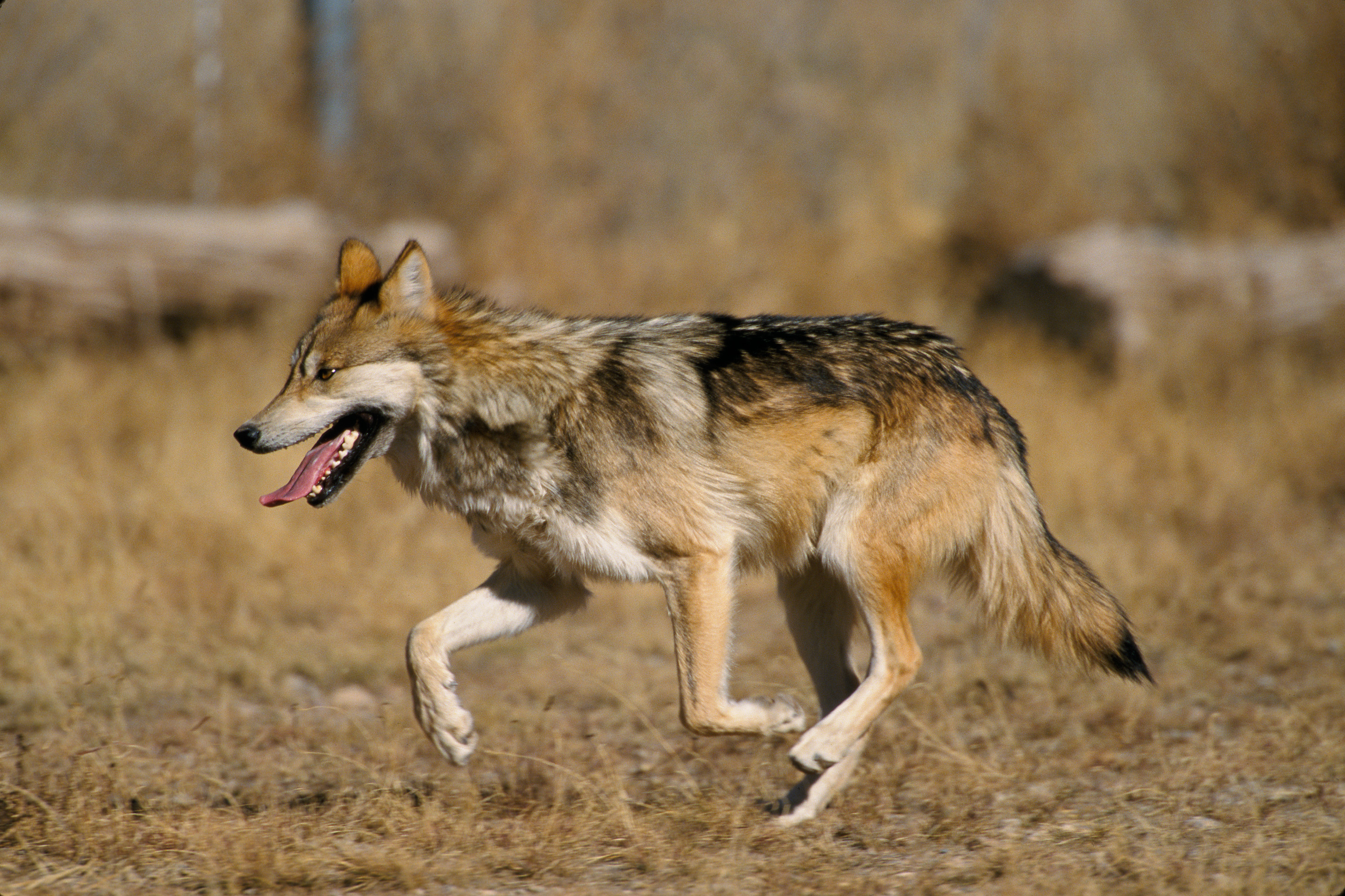 Canis lupus baileyi running