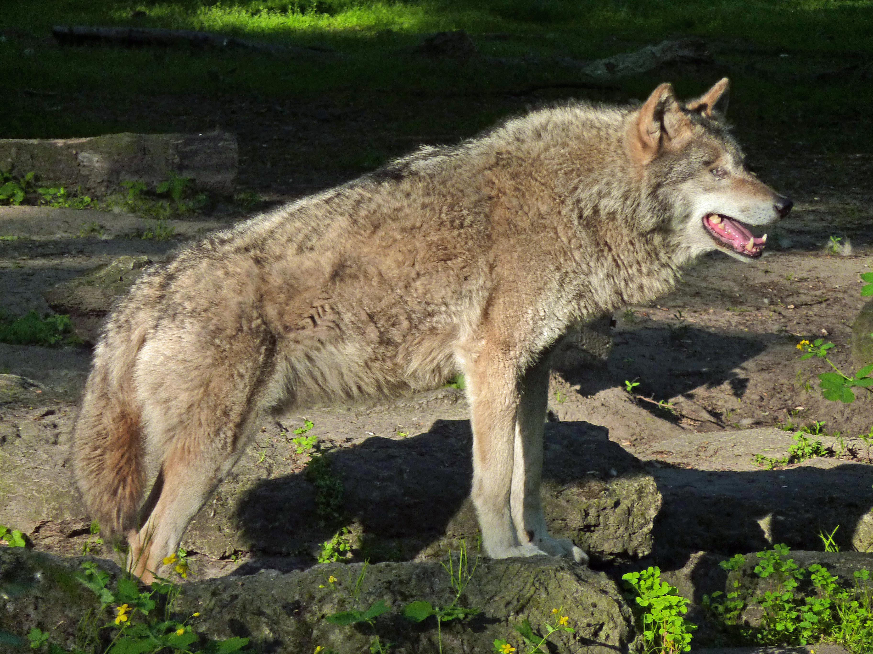 Canis lupus lupus (Tierpark Berlin) 975-857-(118)