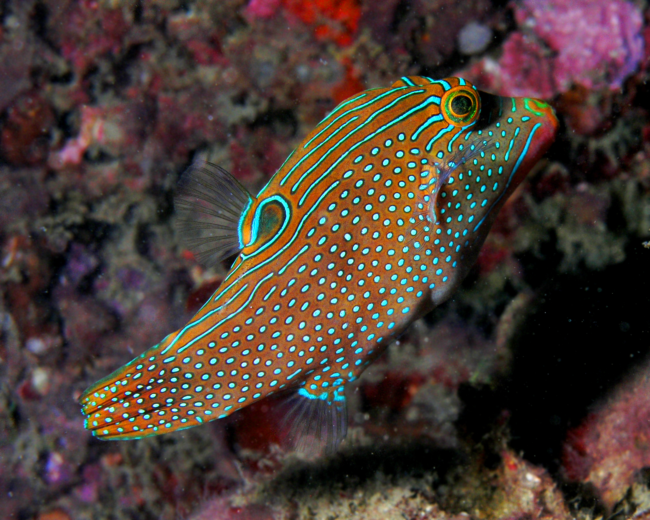 Canthigaster solandri (sharpnosed puffer, solander's toby, or blue-spotted toby)