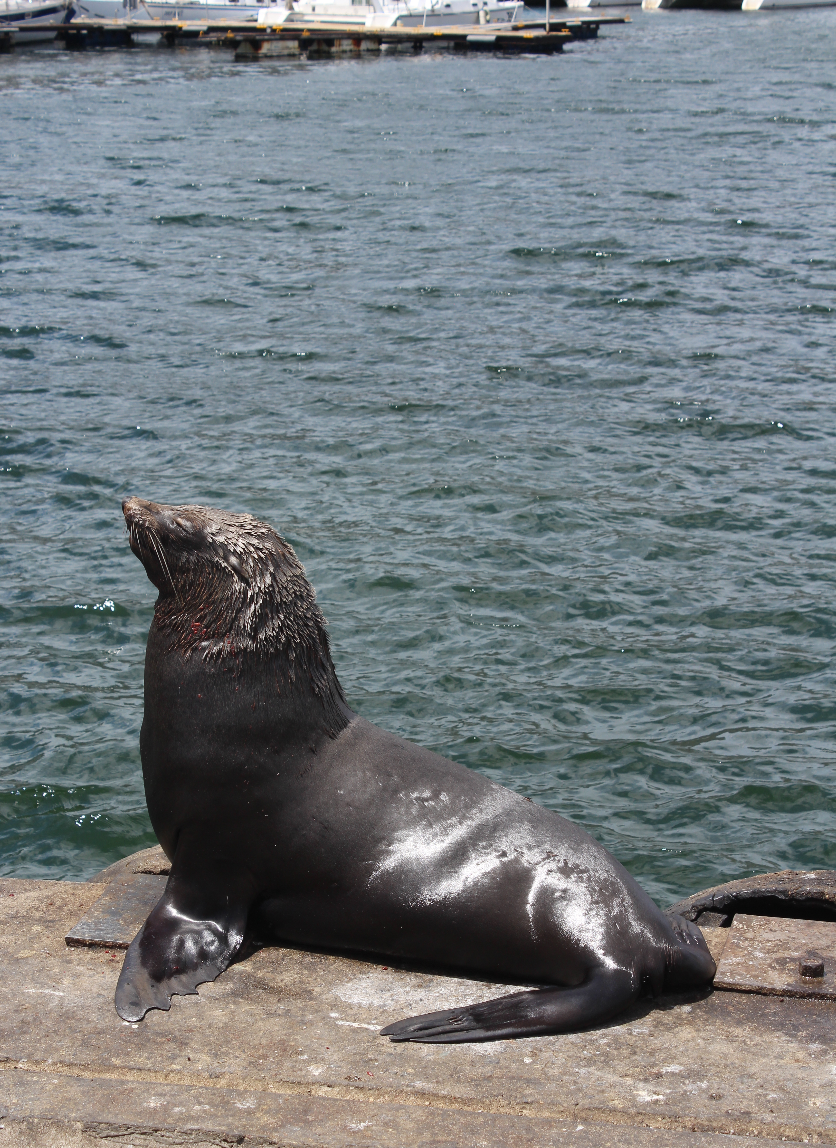 Cape Fur Seal (Arctocephalus pusillus), Hout Bay