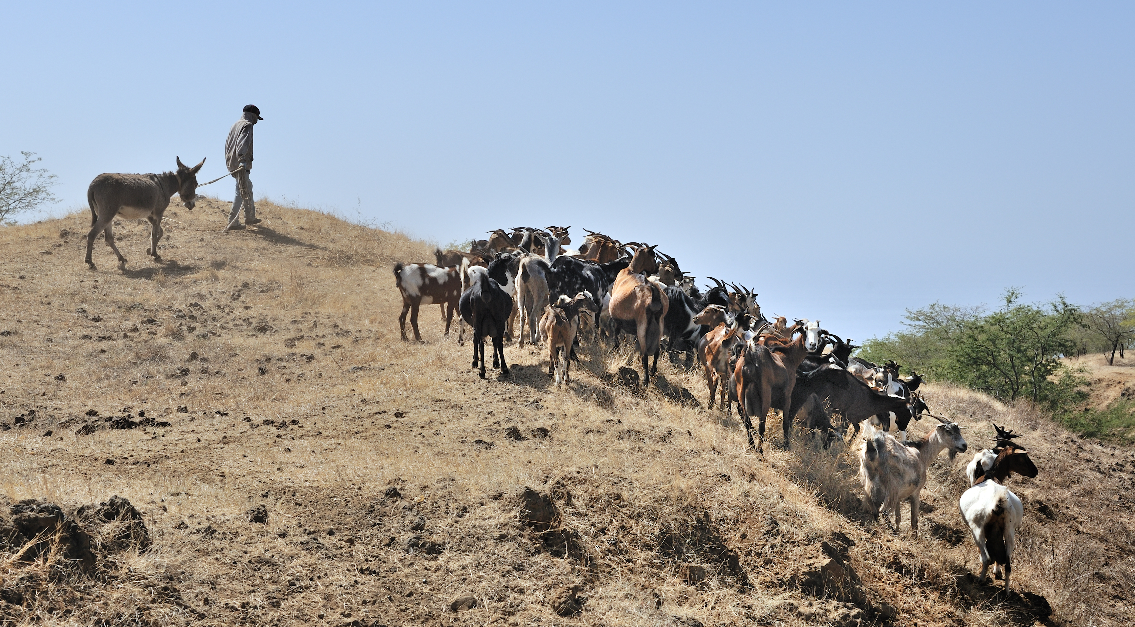 Cape Verde Fogo Goats
