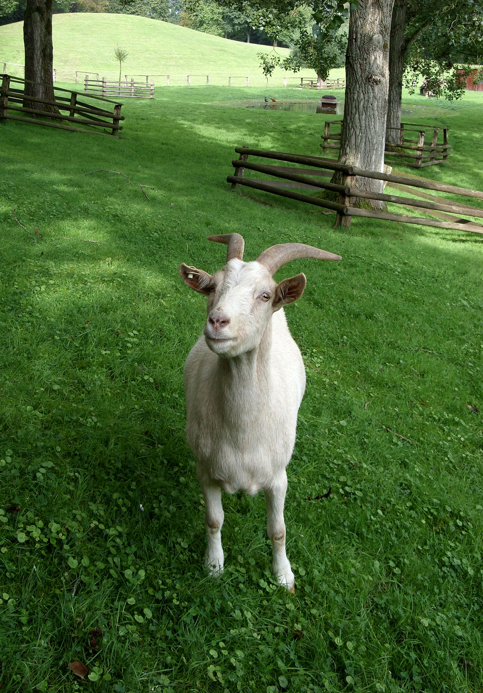 Capra aegagrus hircus, Moers