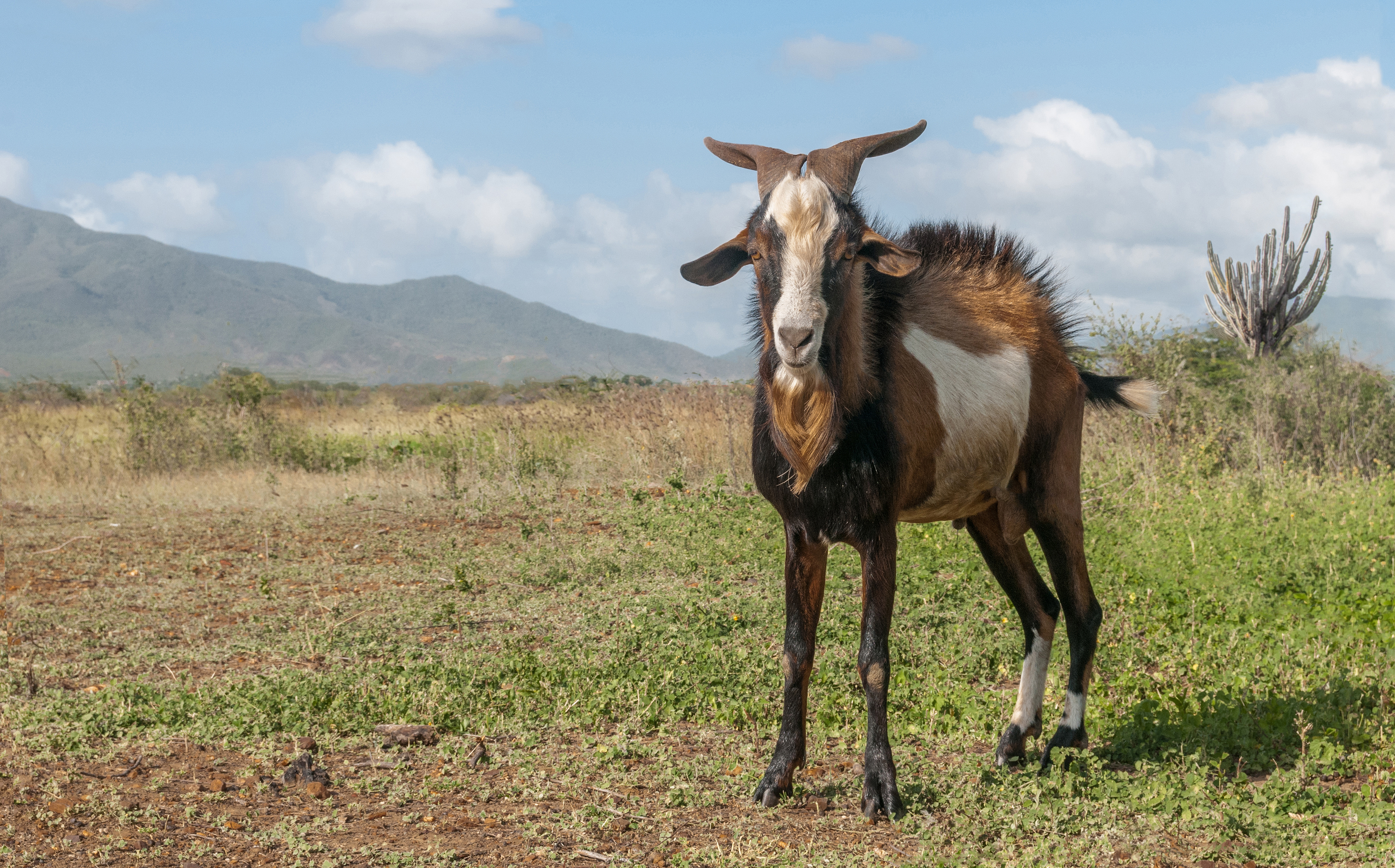 Capra aegagrus hircus in isla Margarita