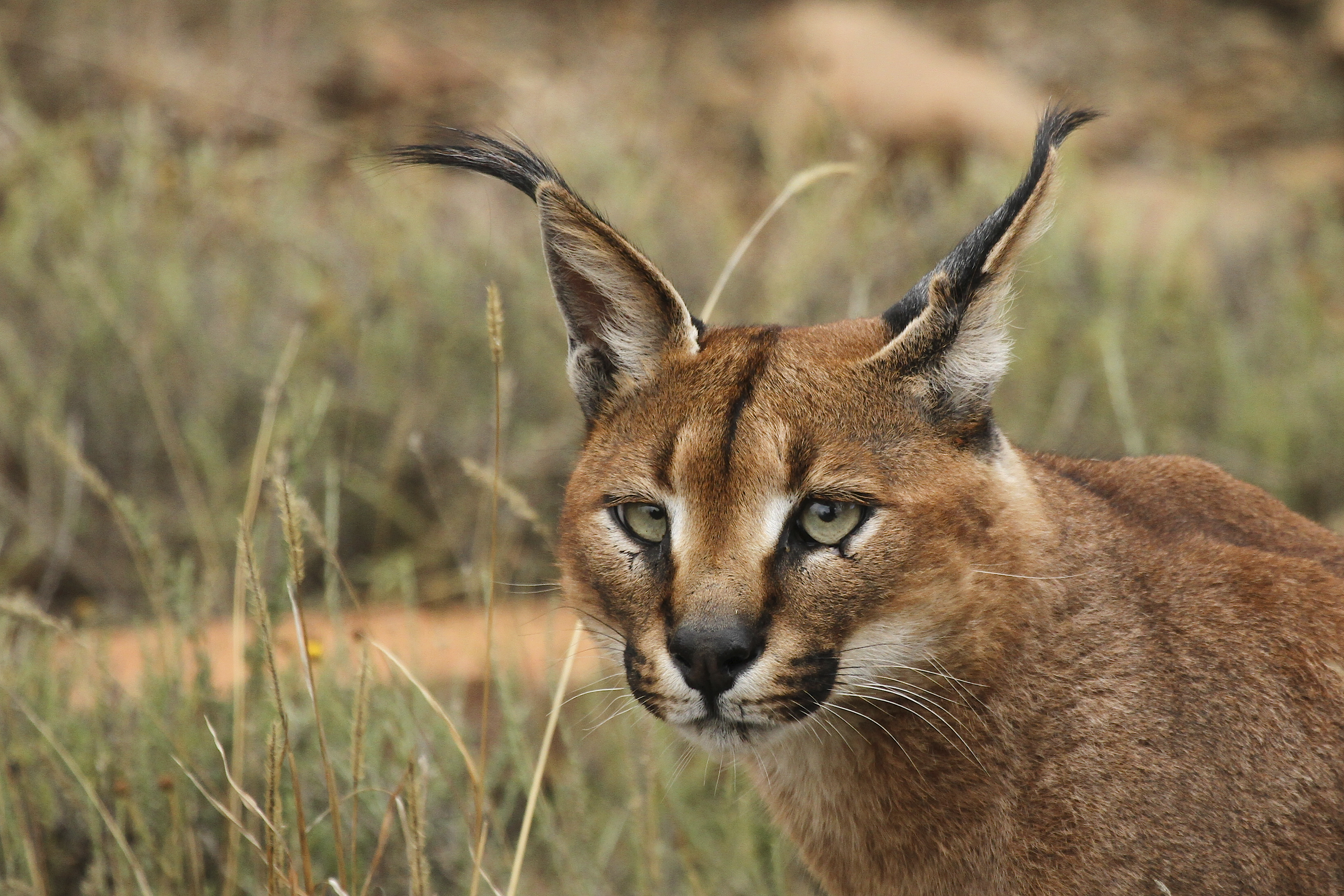Caracal Caracal-001