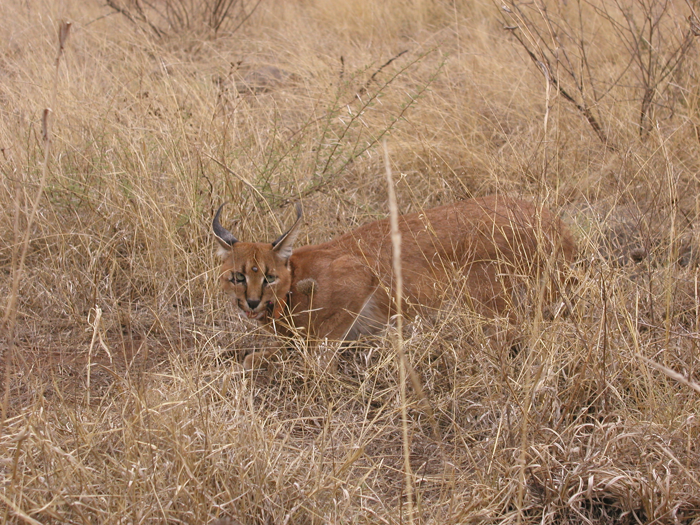 Caracal in South Africa - by Shaun MItchem