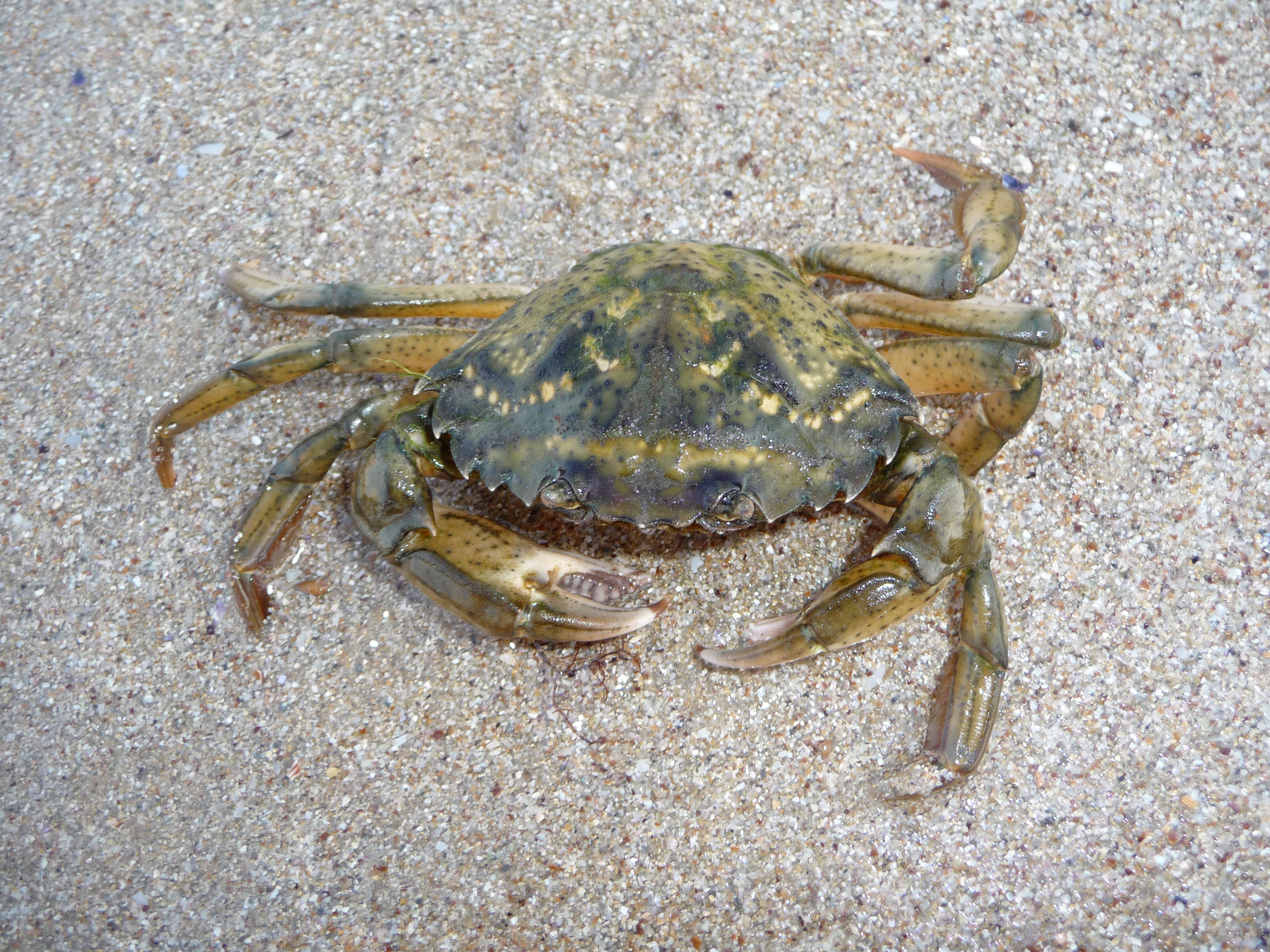 Carcinus aestuarii 2009 G1