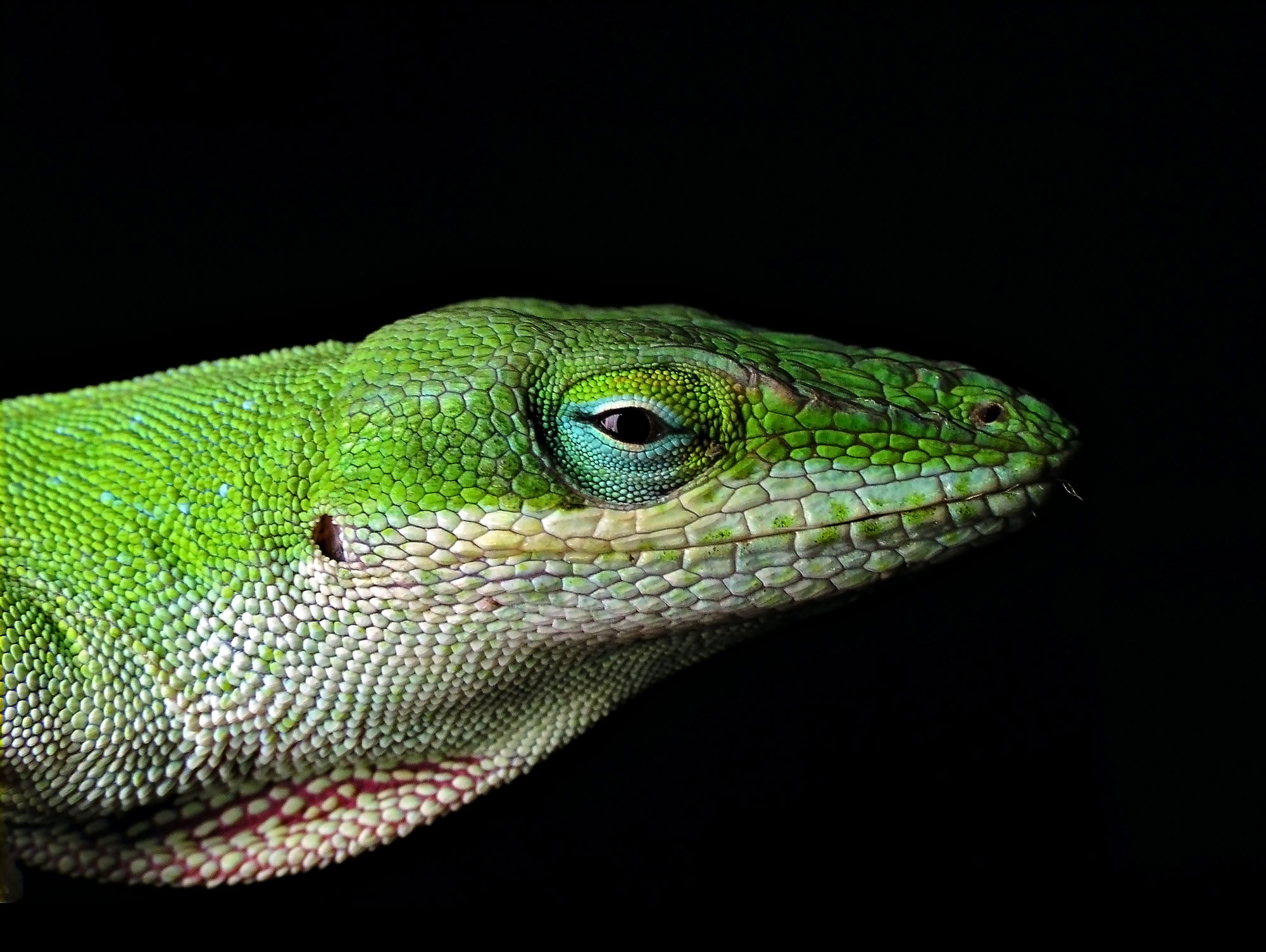 Carolina anole edited