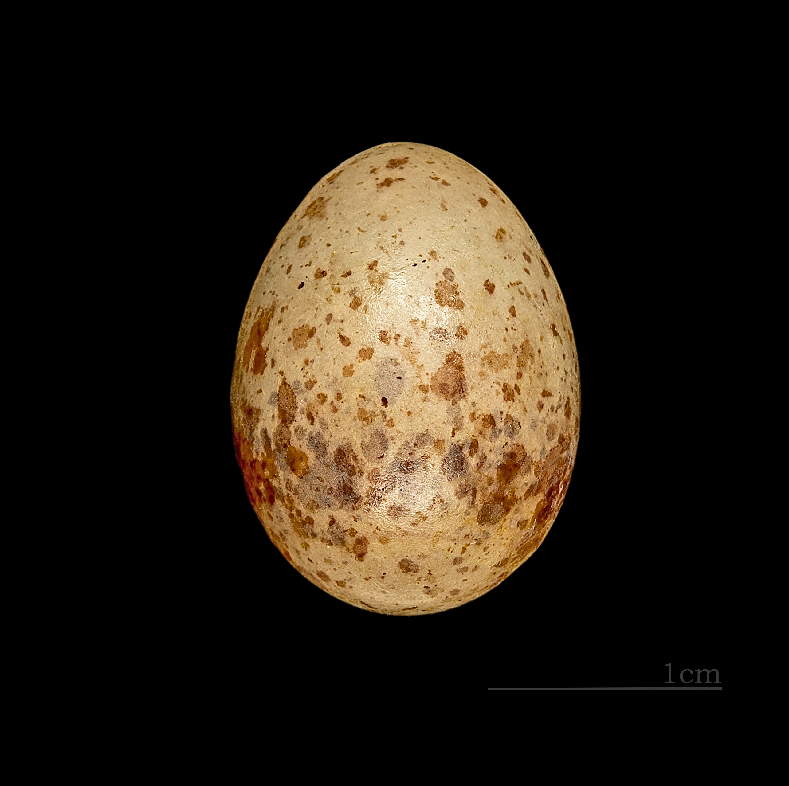 Carpodacus sibiricus MHNT 228