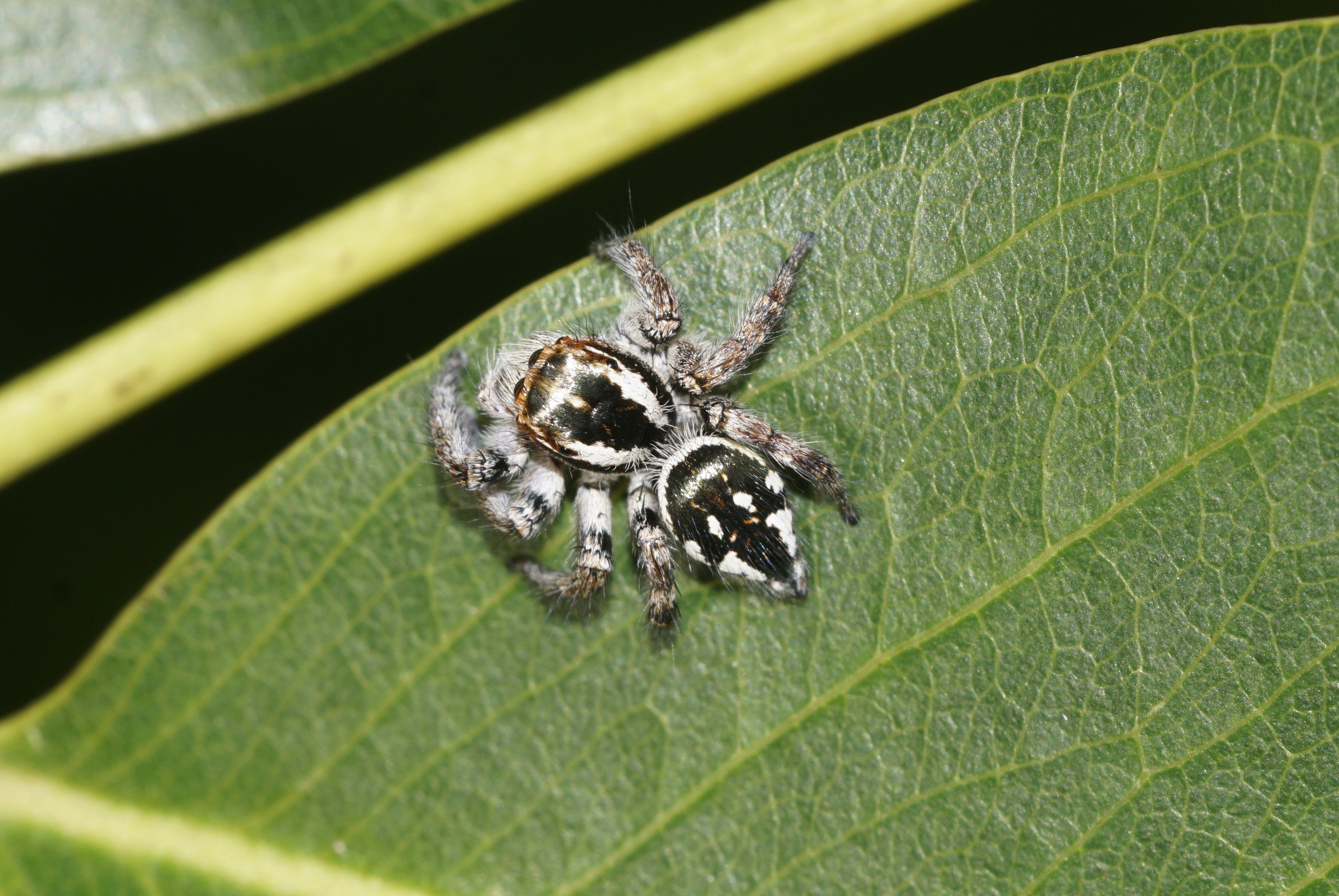 Carrhotus sp 8042
