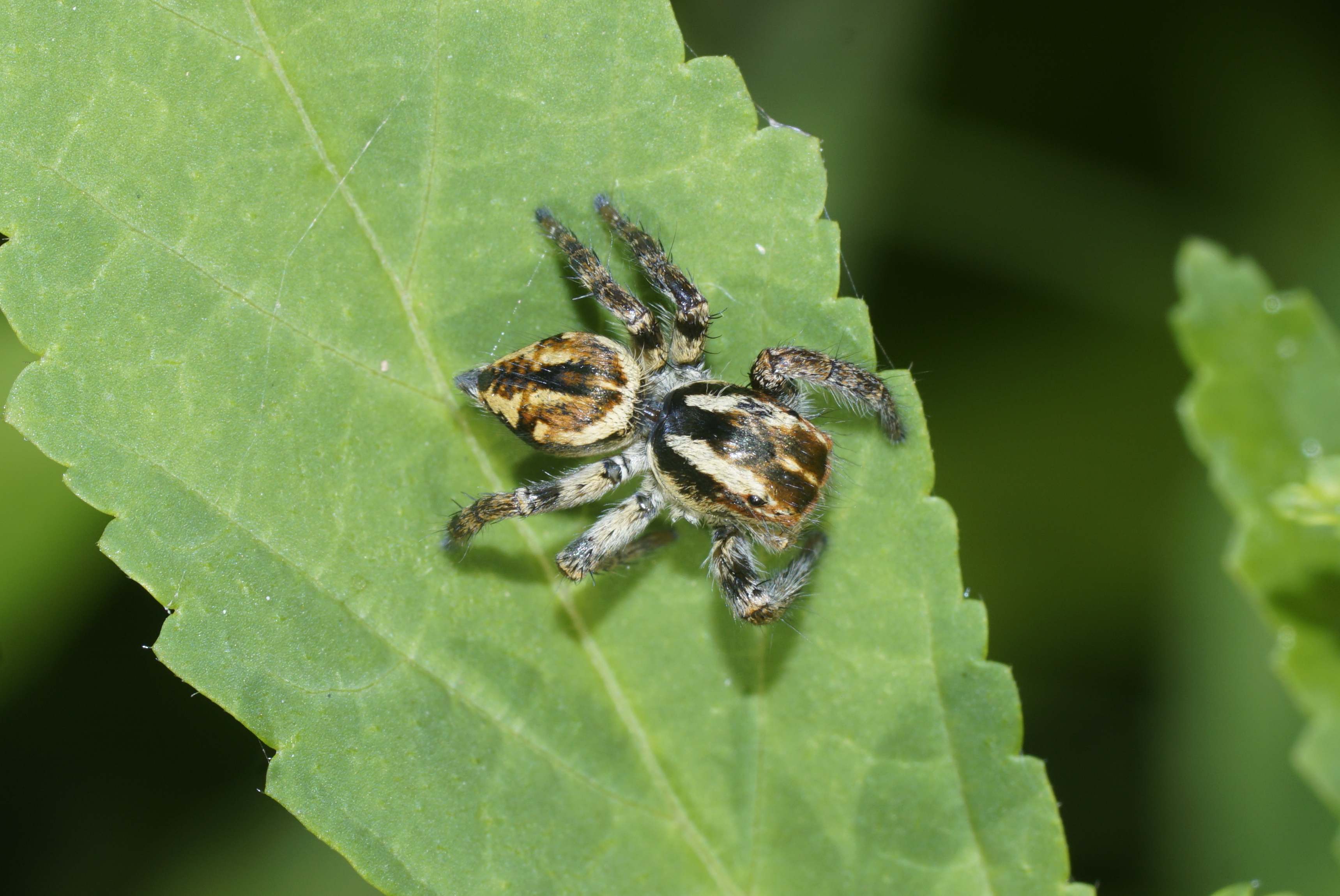 Carrhotus viduus