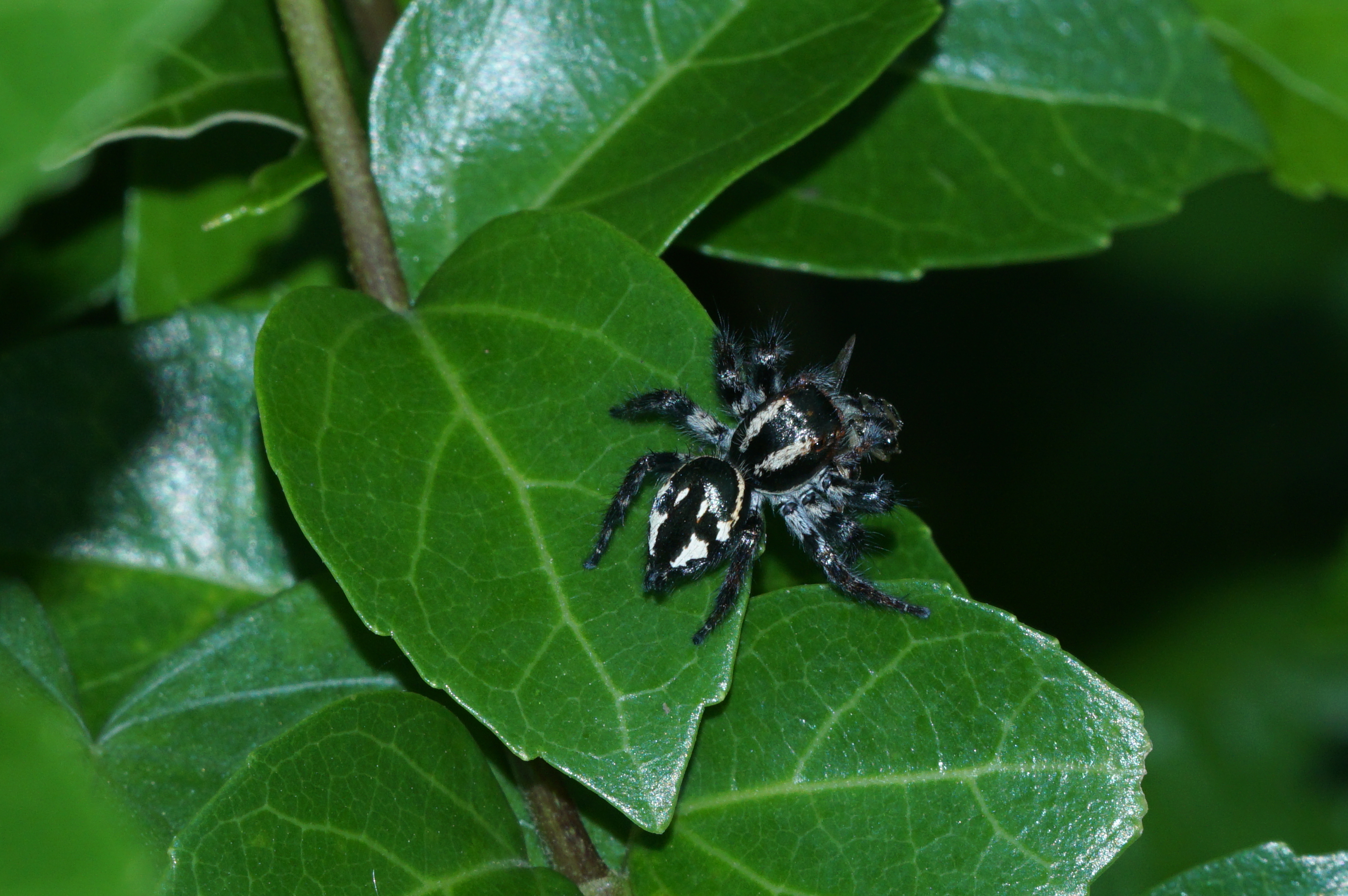 Carrhotus viduus - female 06246