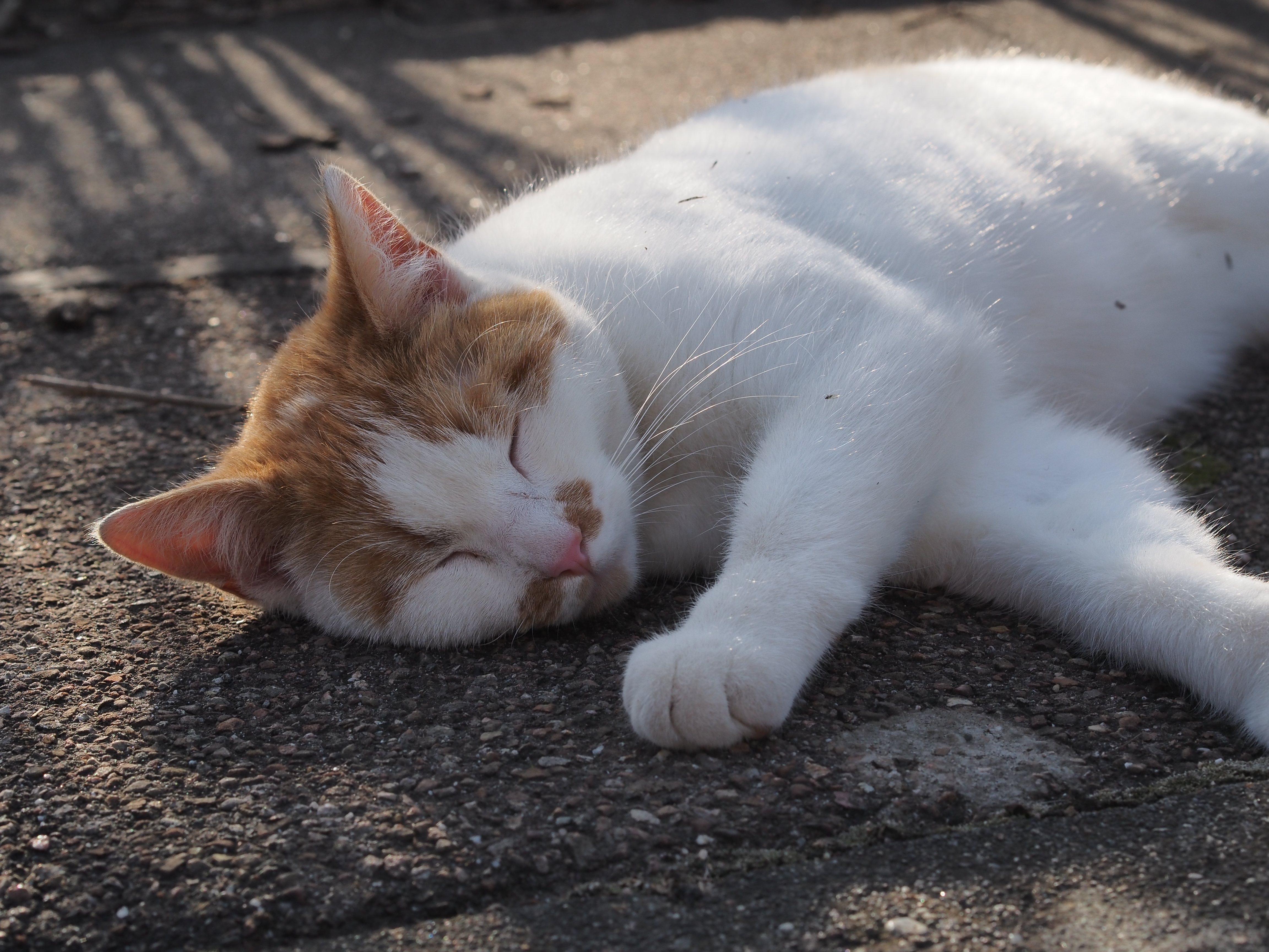 Cat-relaxed