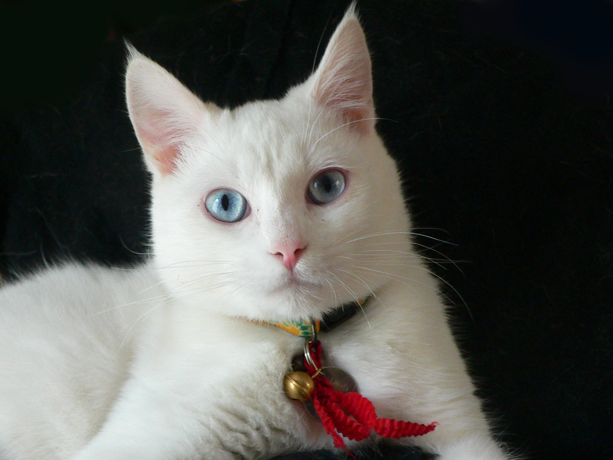 Cat001