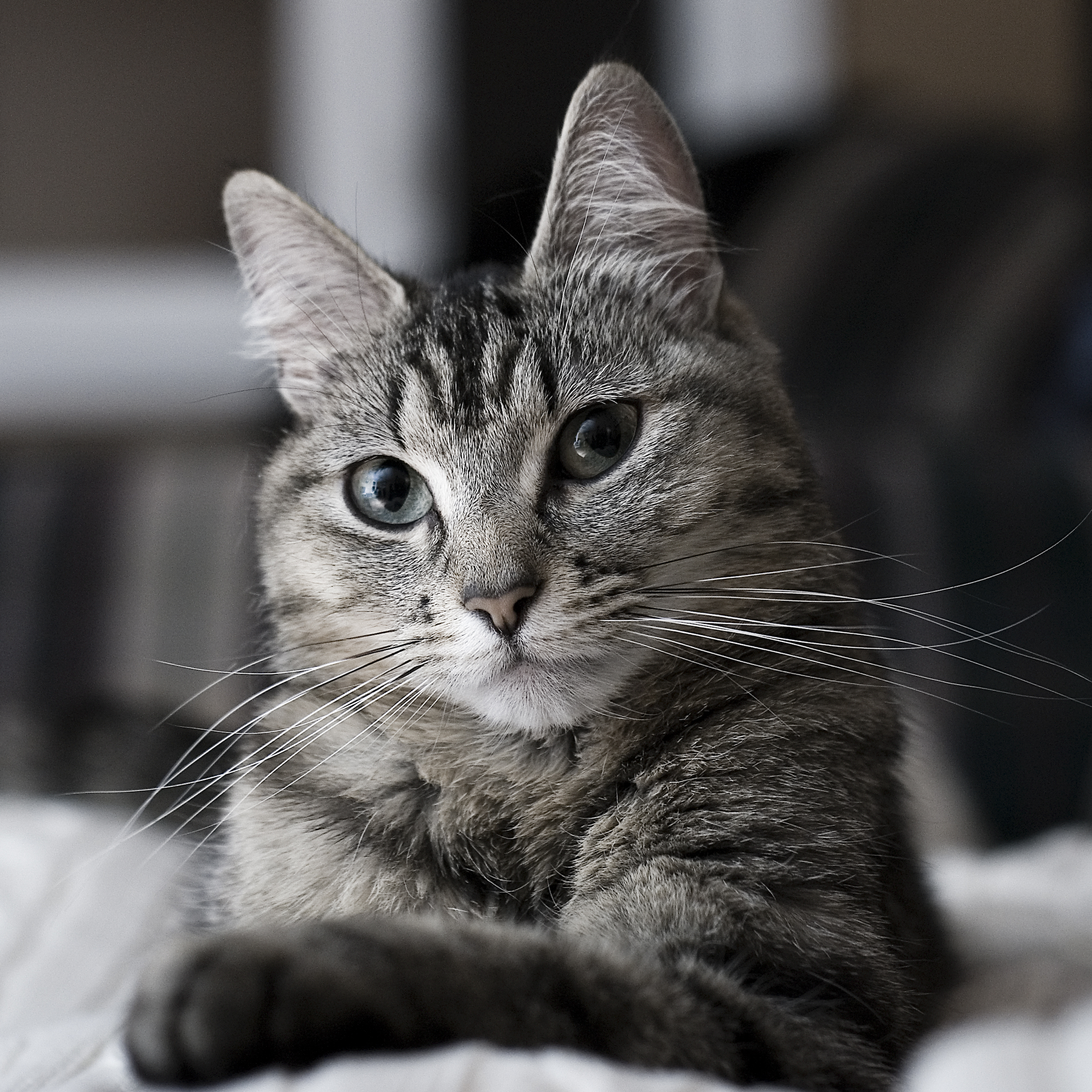 Cat (2188027041)