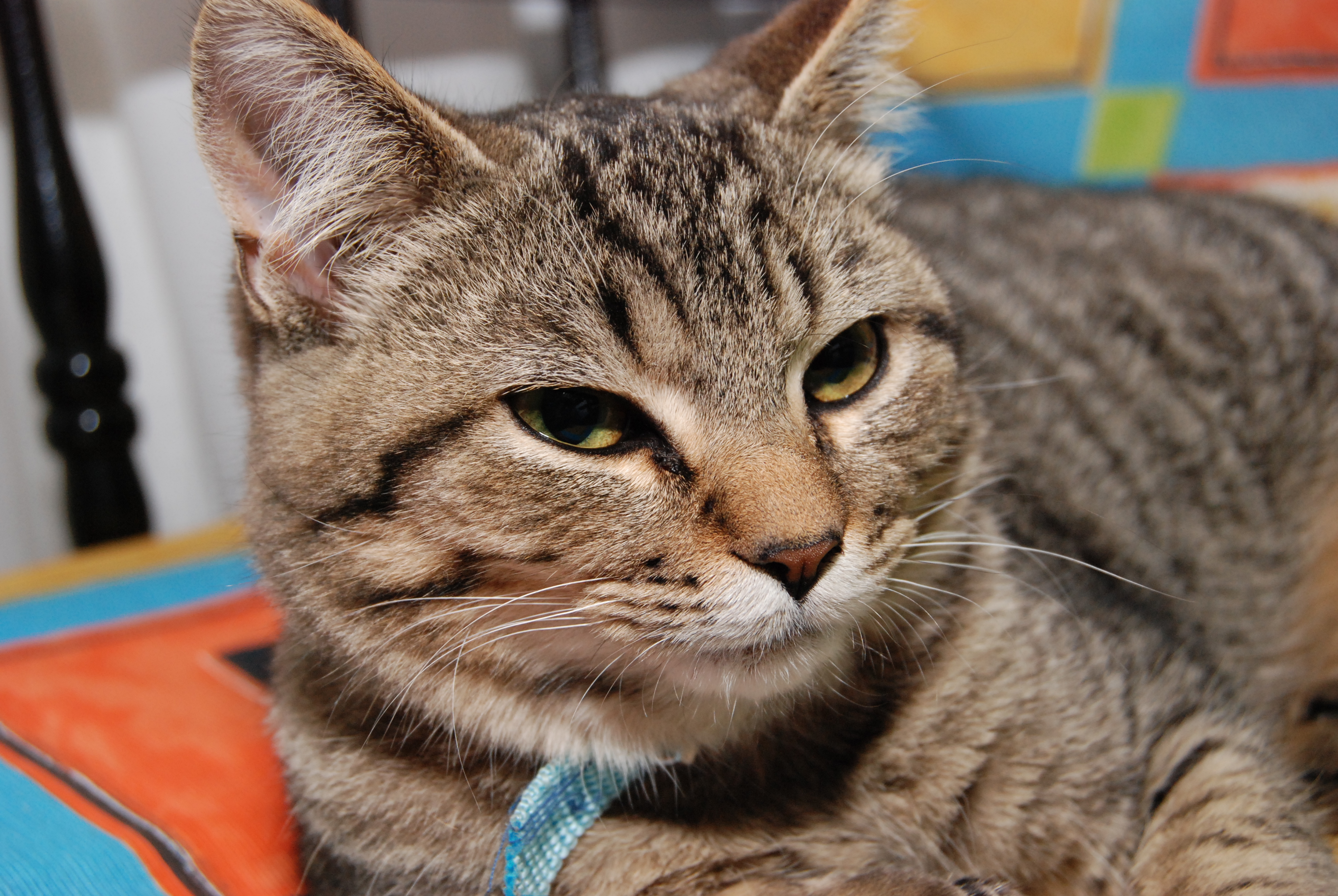 Cat (2602070336)