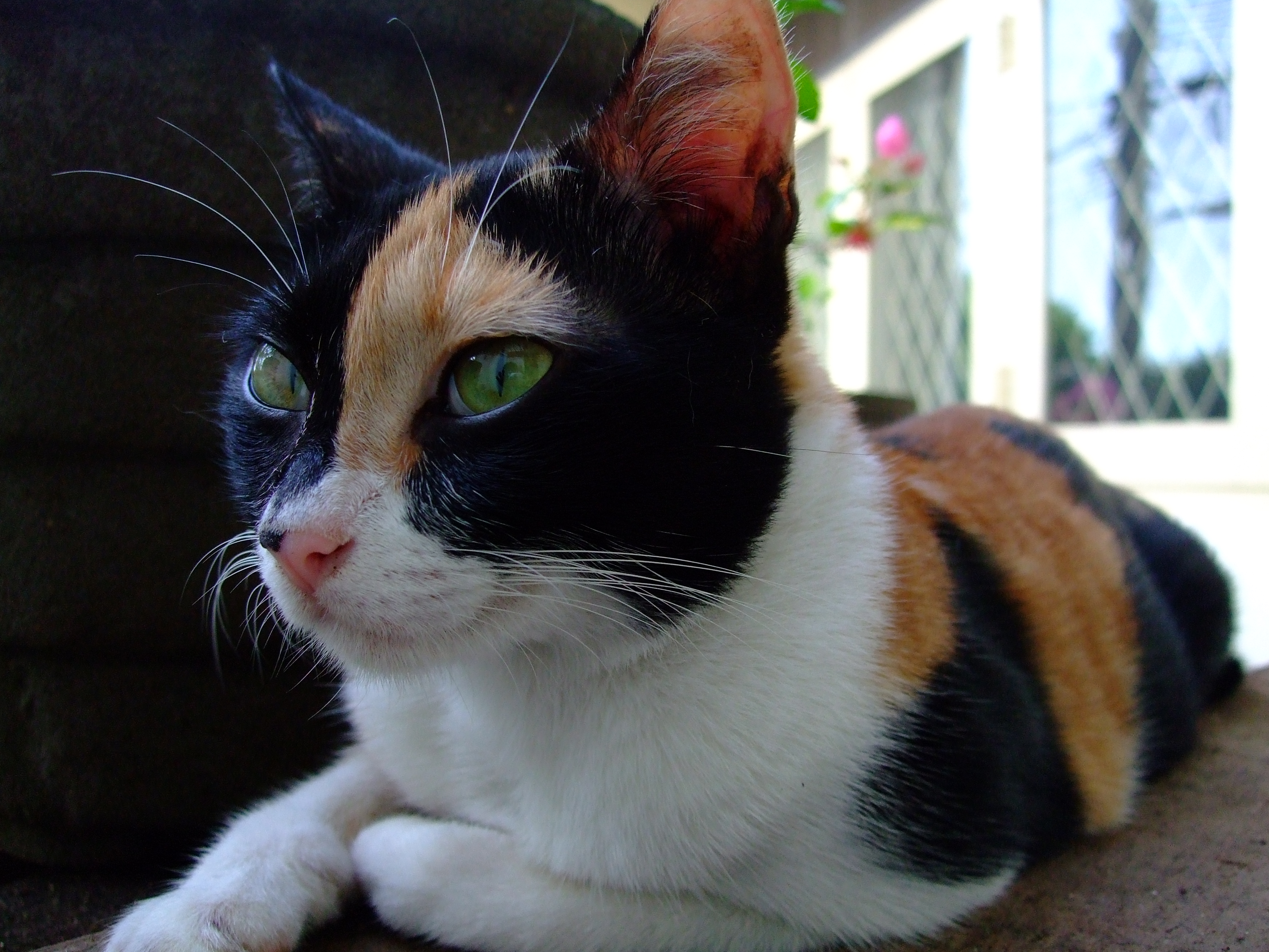 Cat, tortoiseshell, 001