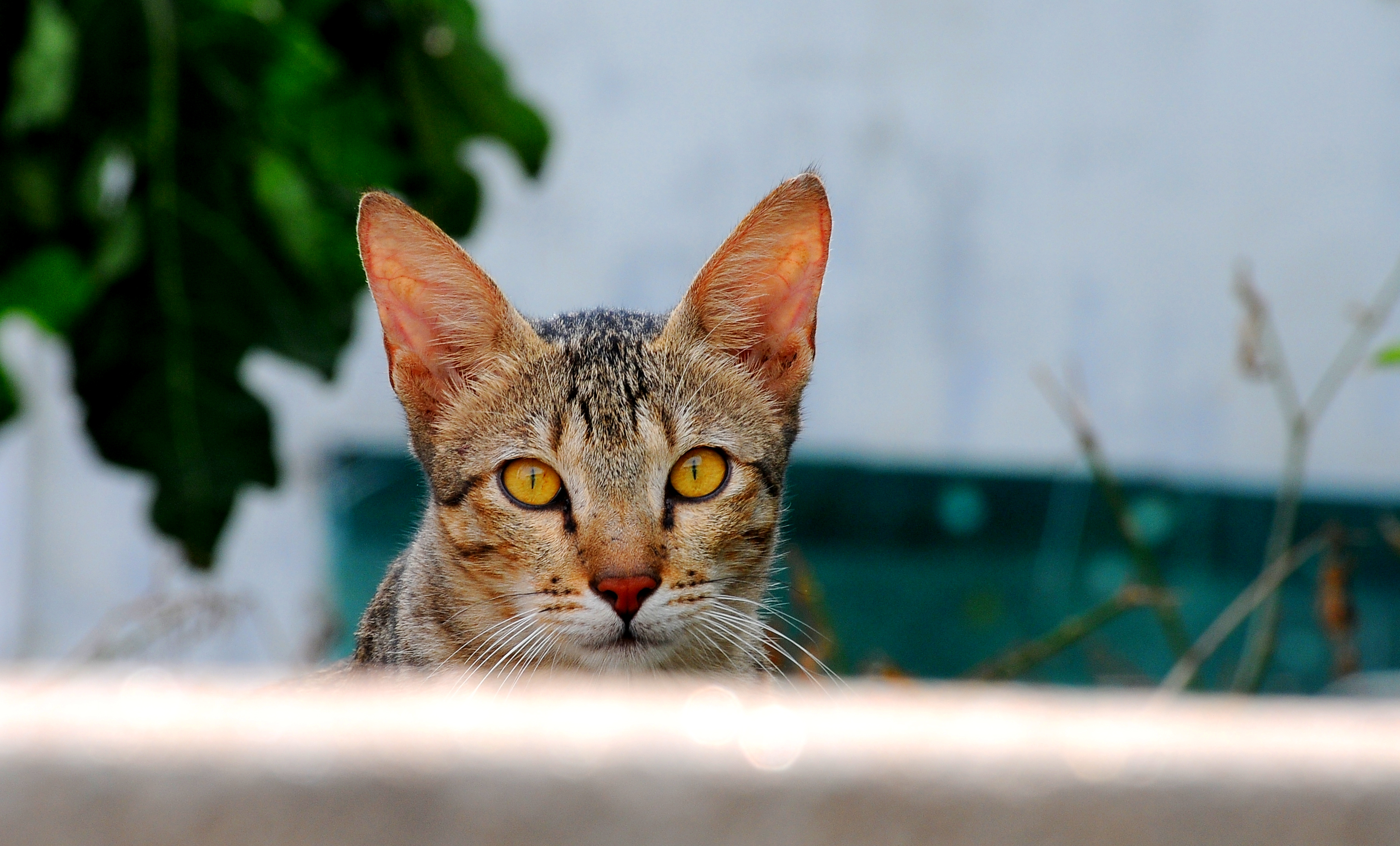 Cat eye on you