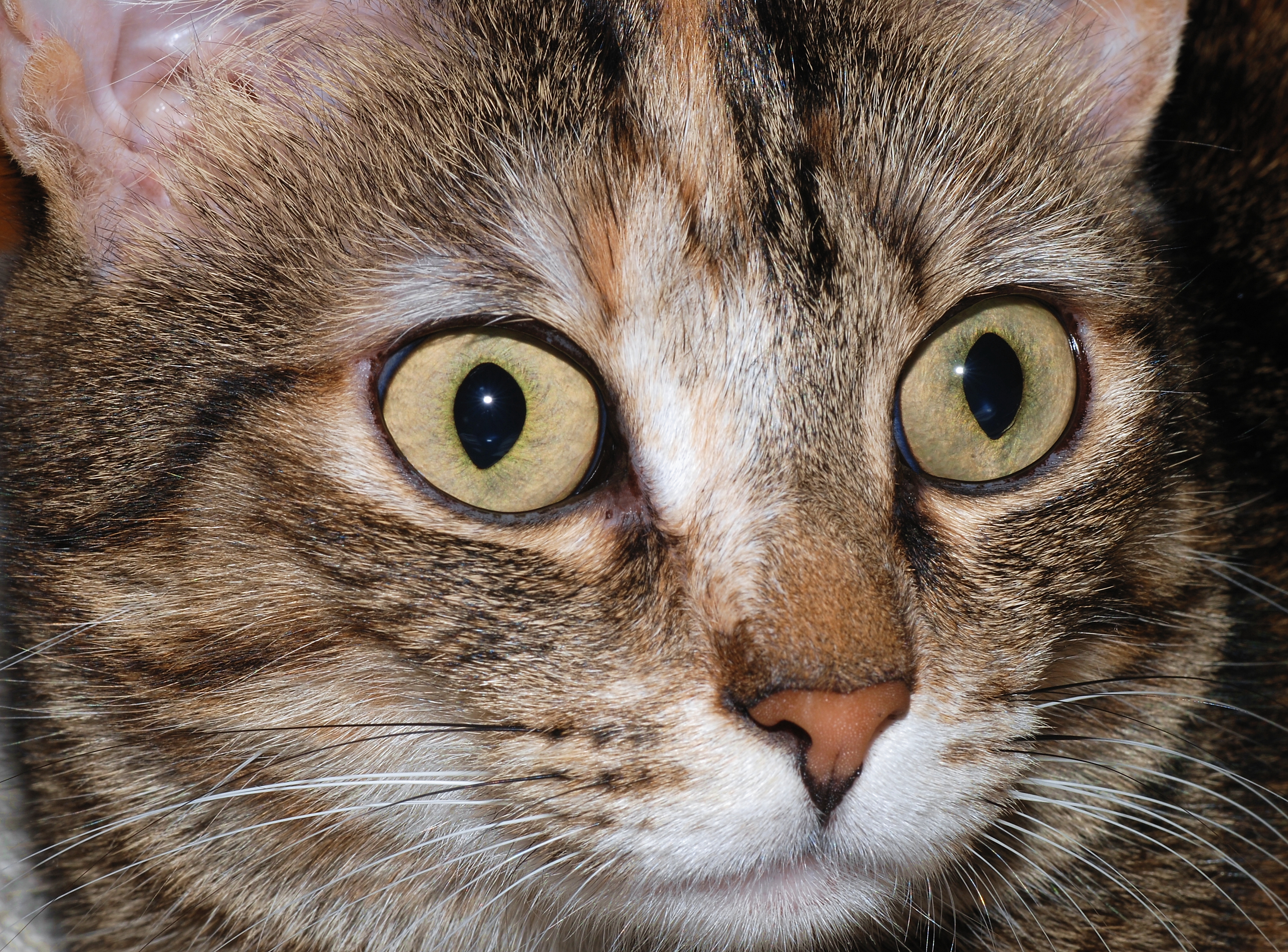 Cat eyes 2007-1