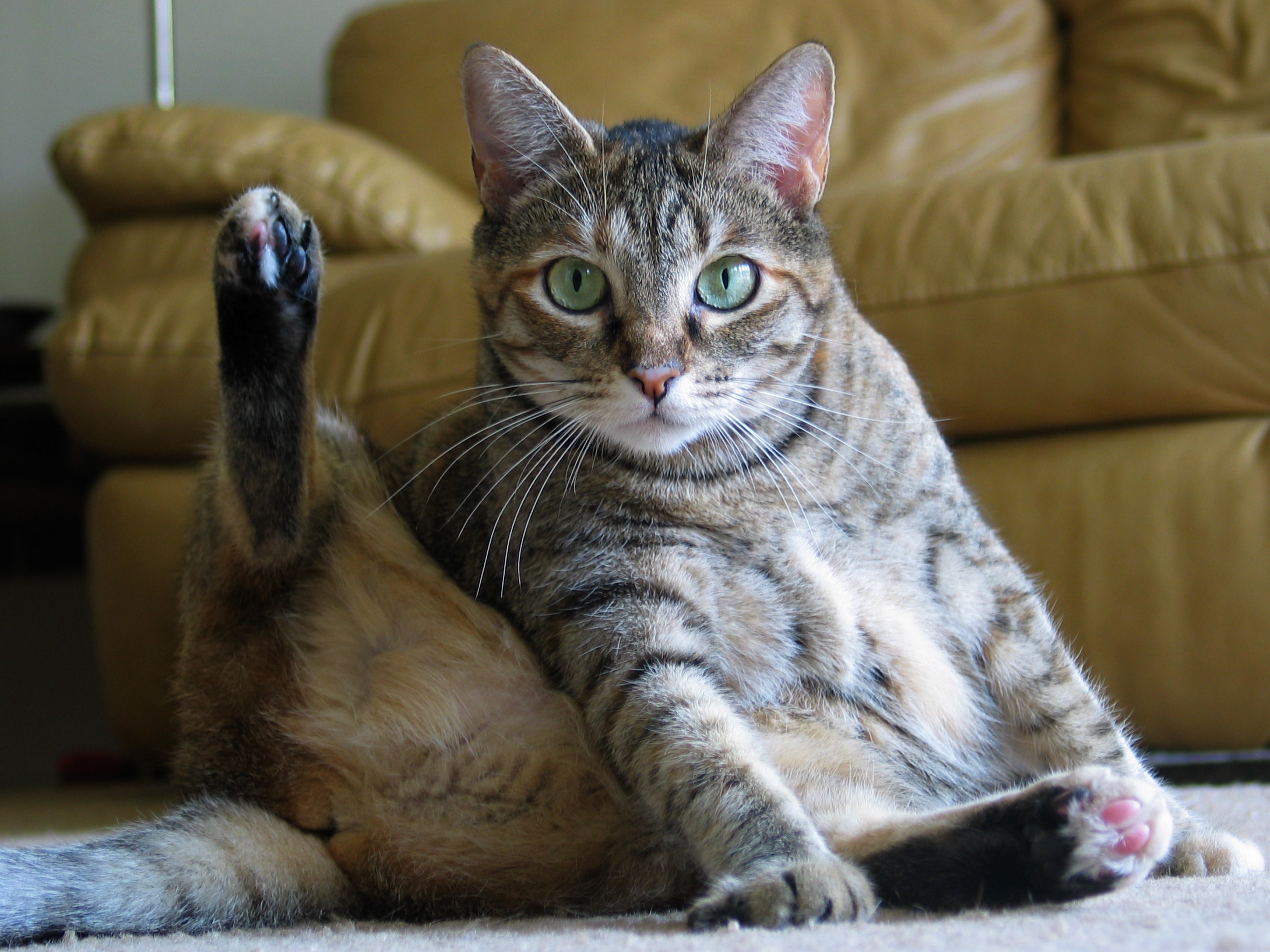 Cat hygiene